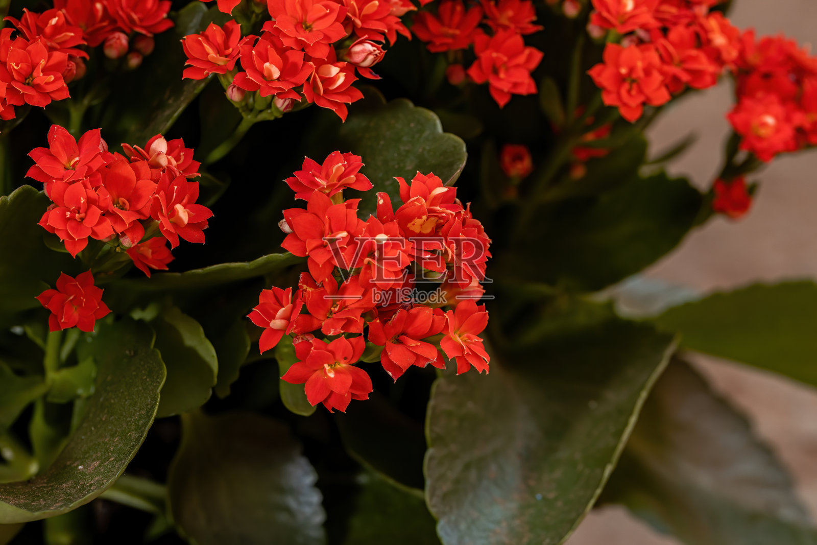 燃烧的凯蒂照片摄影图片