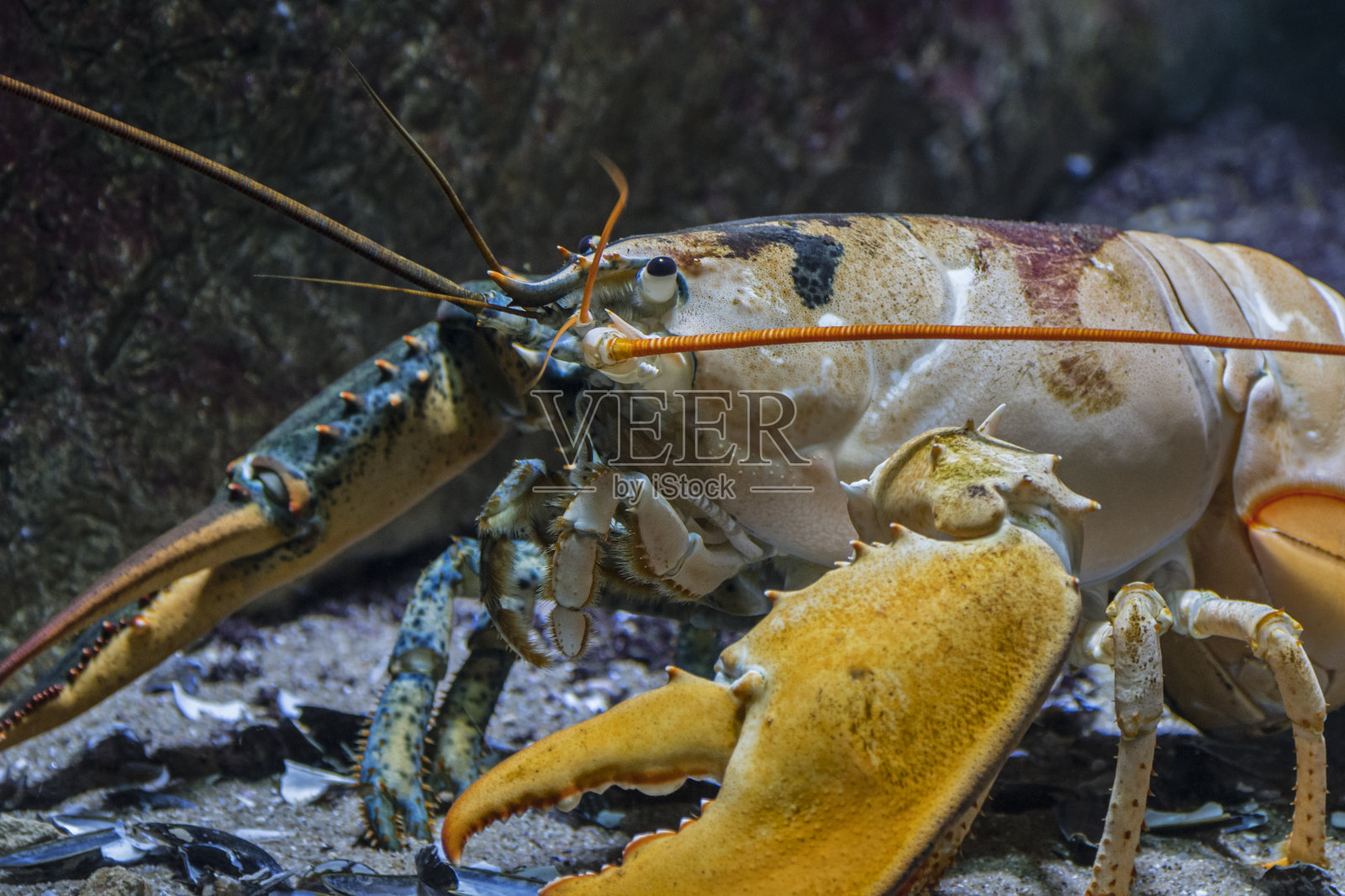 美洲龙虾/加拿大龙虾(美洲龙虾)在水下，在北美大西洋海岸发现的甲壳类动物照片摄影图片