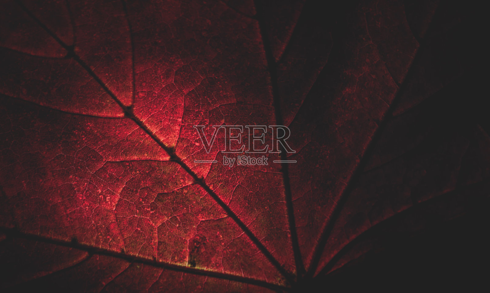 部分光照的红色枫叶特写照片摄影图片