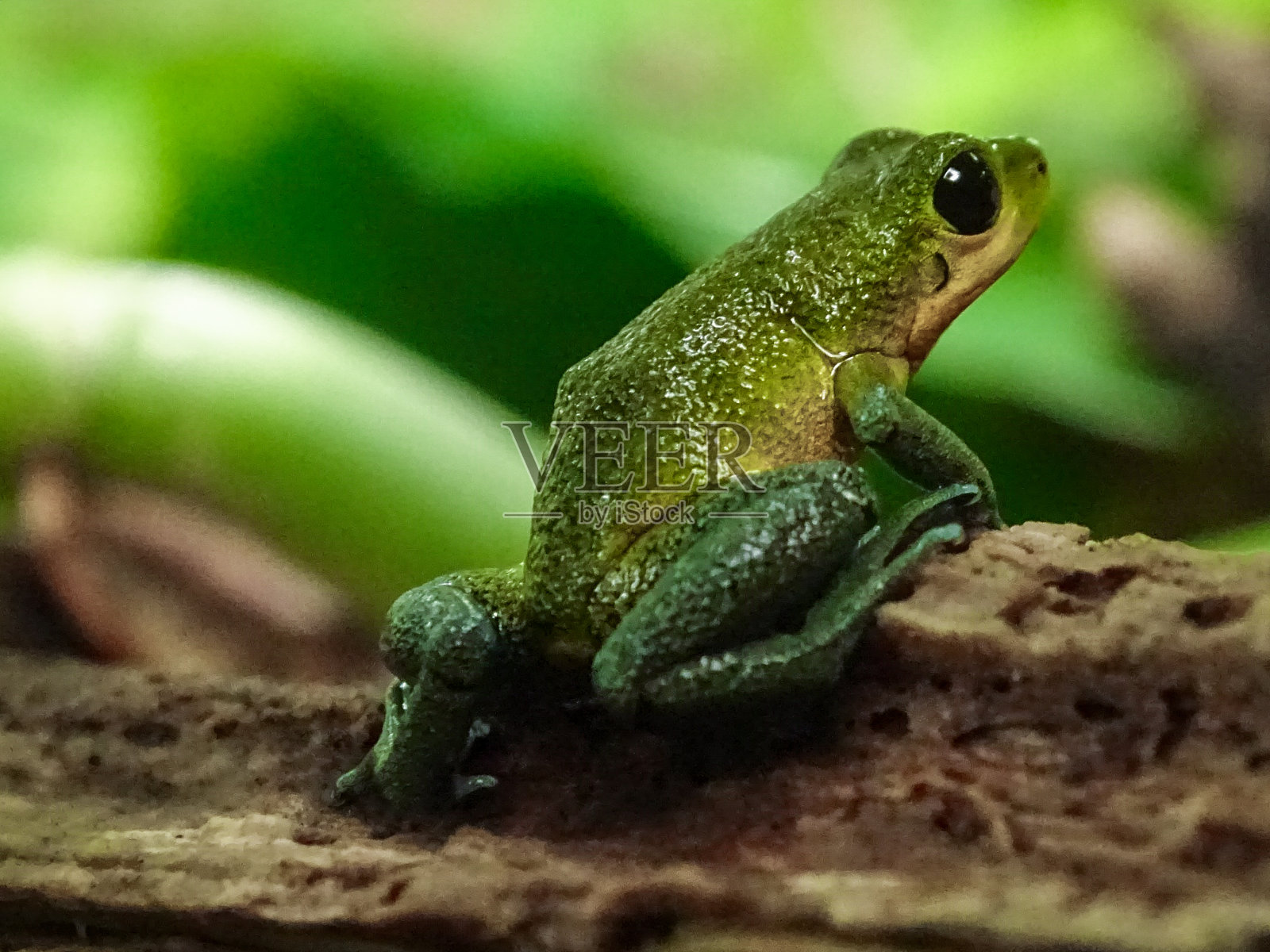 草莓毒镖蛙的变异照片摄影图片