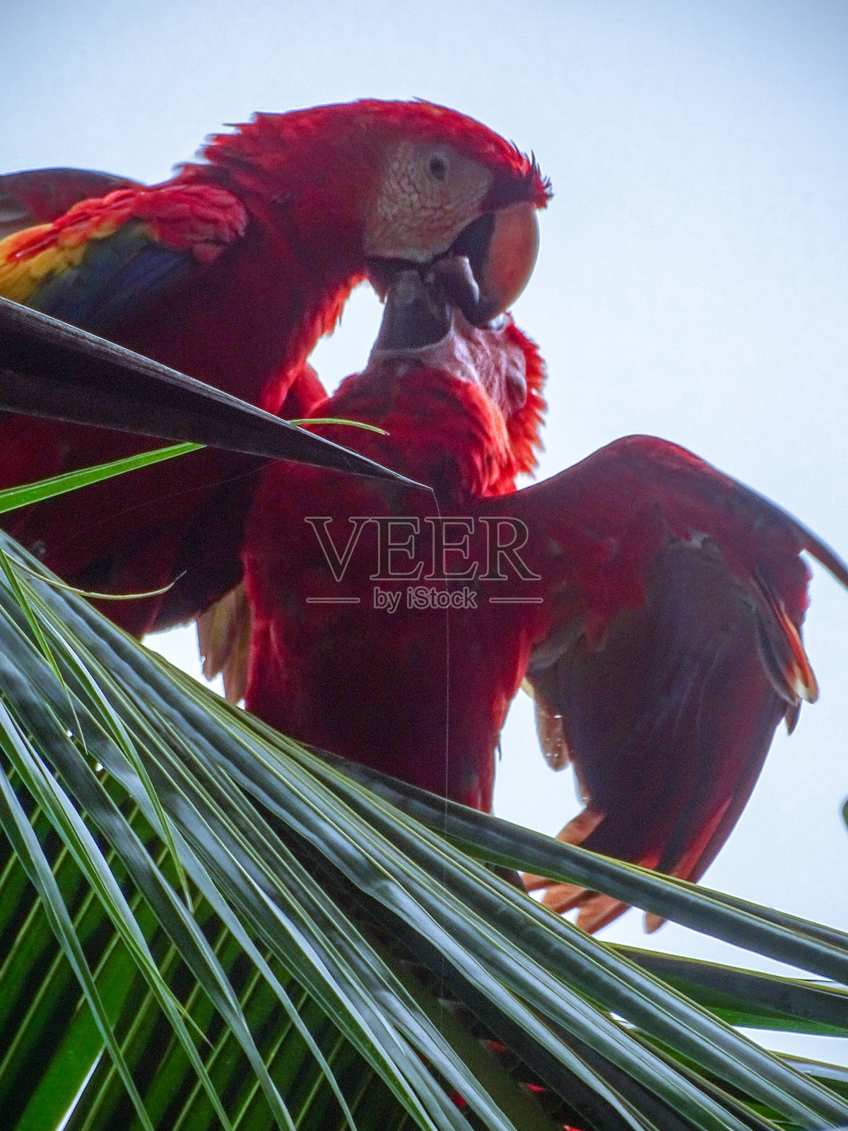 猩红色的金刚鹦鹉照片摄影图片