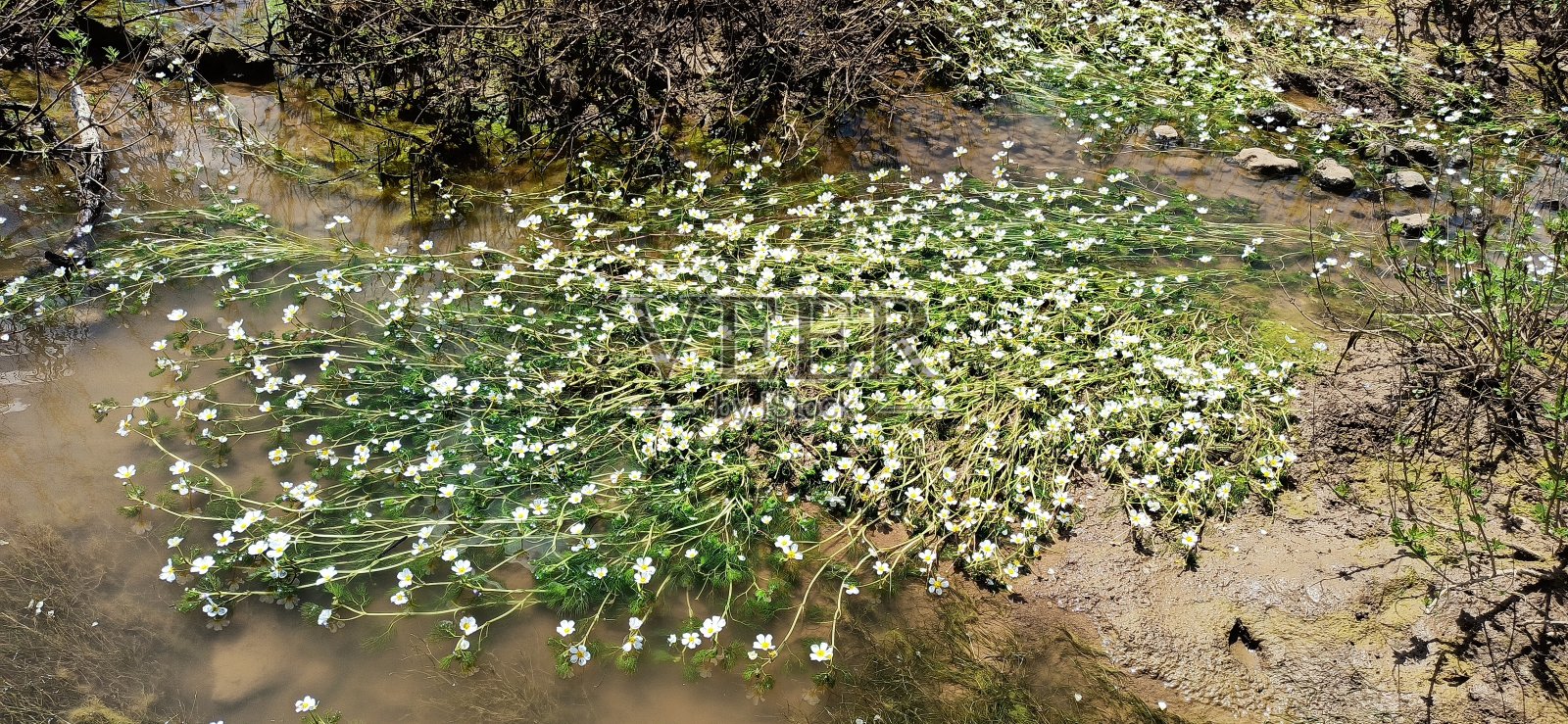 线程叶乌鸦脚（拉农库鲁斯三叶草）照片摄影图片