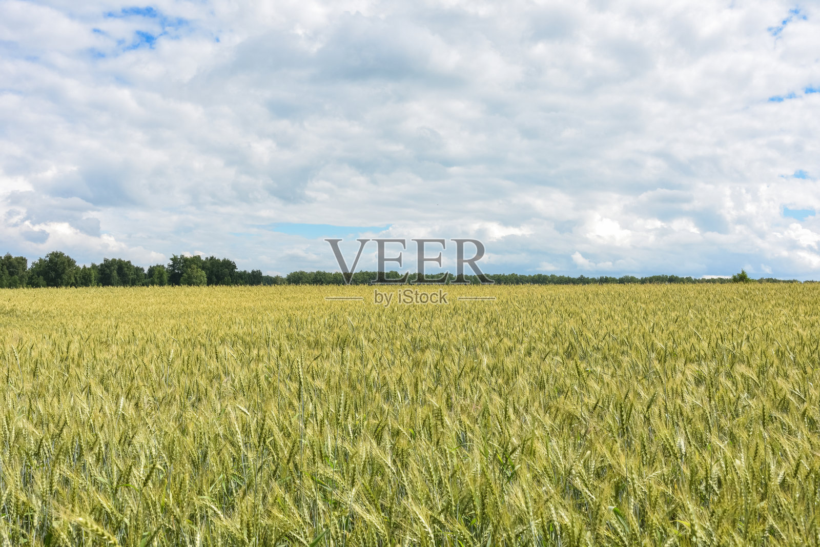 生麦田，麦田照片摄影图片