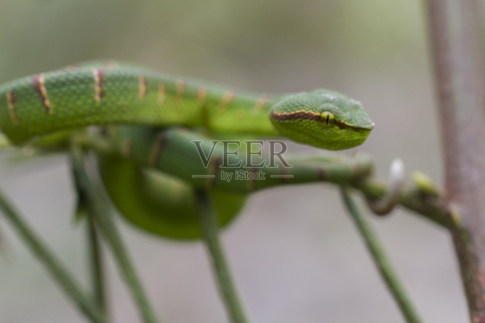 瓦格勒的坑毒蛇蛇 - 特罗皮多莱穆斯摇摆照片摄影图片