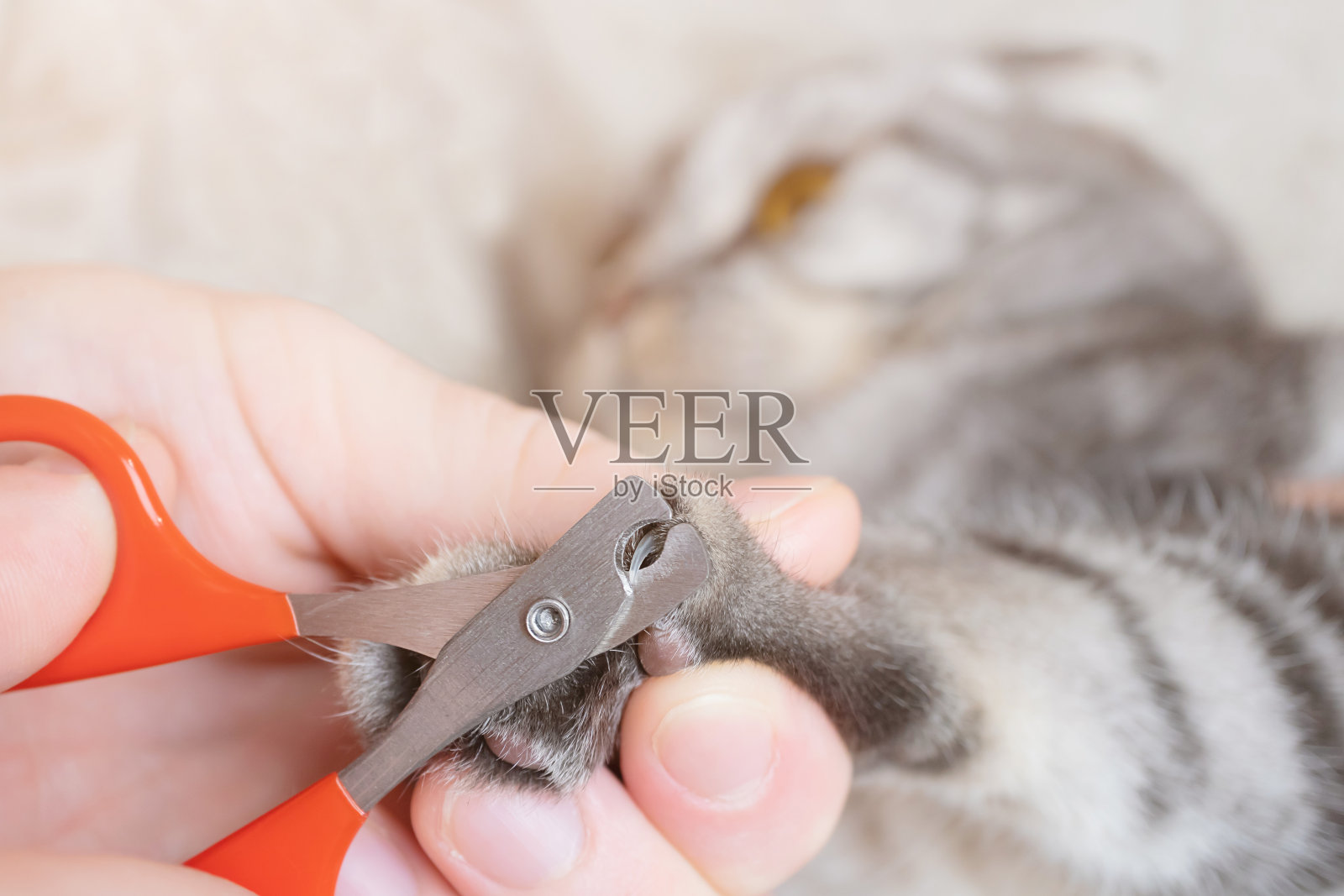 梳理猫照片摄影图片