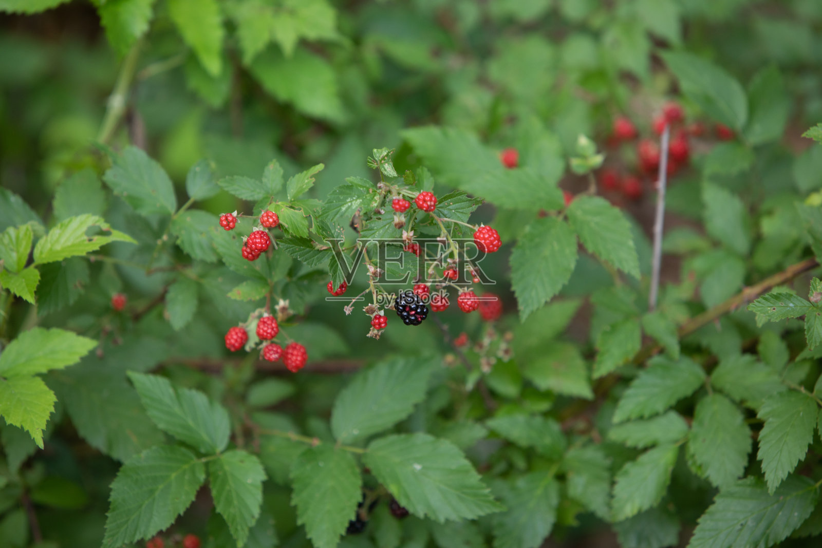 野生黑莓灌木与成熟的浆果照片摄影图片