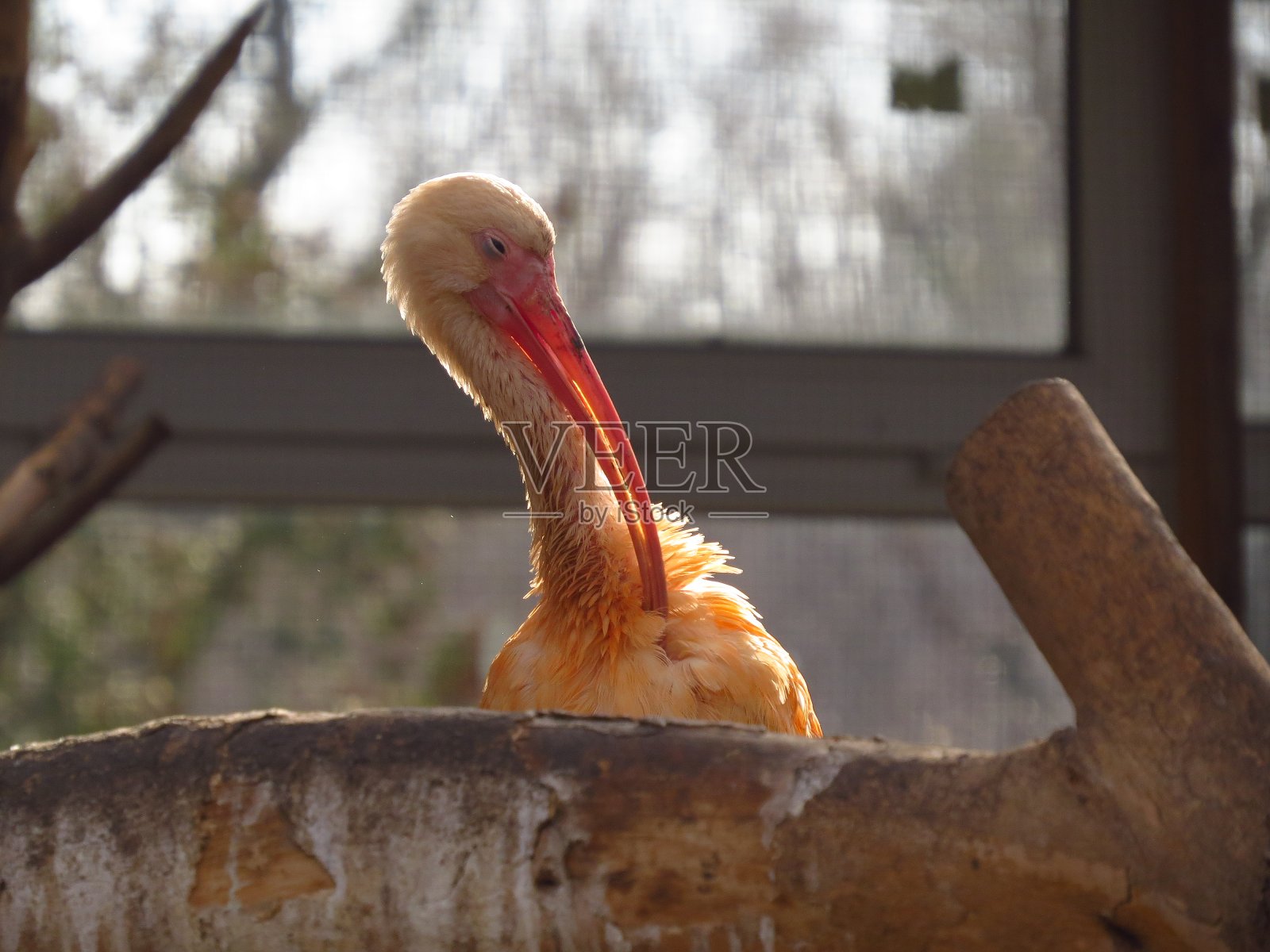 鸟照片摄影图片