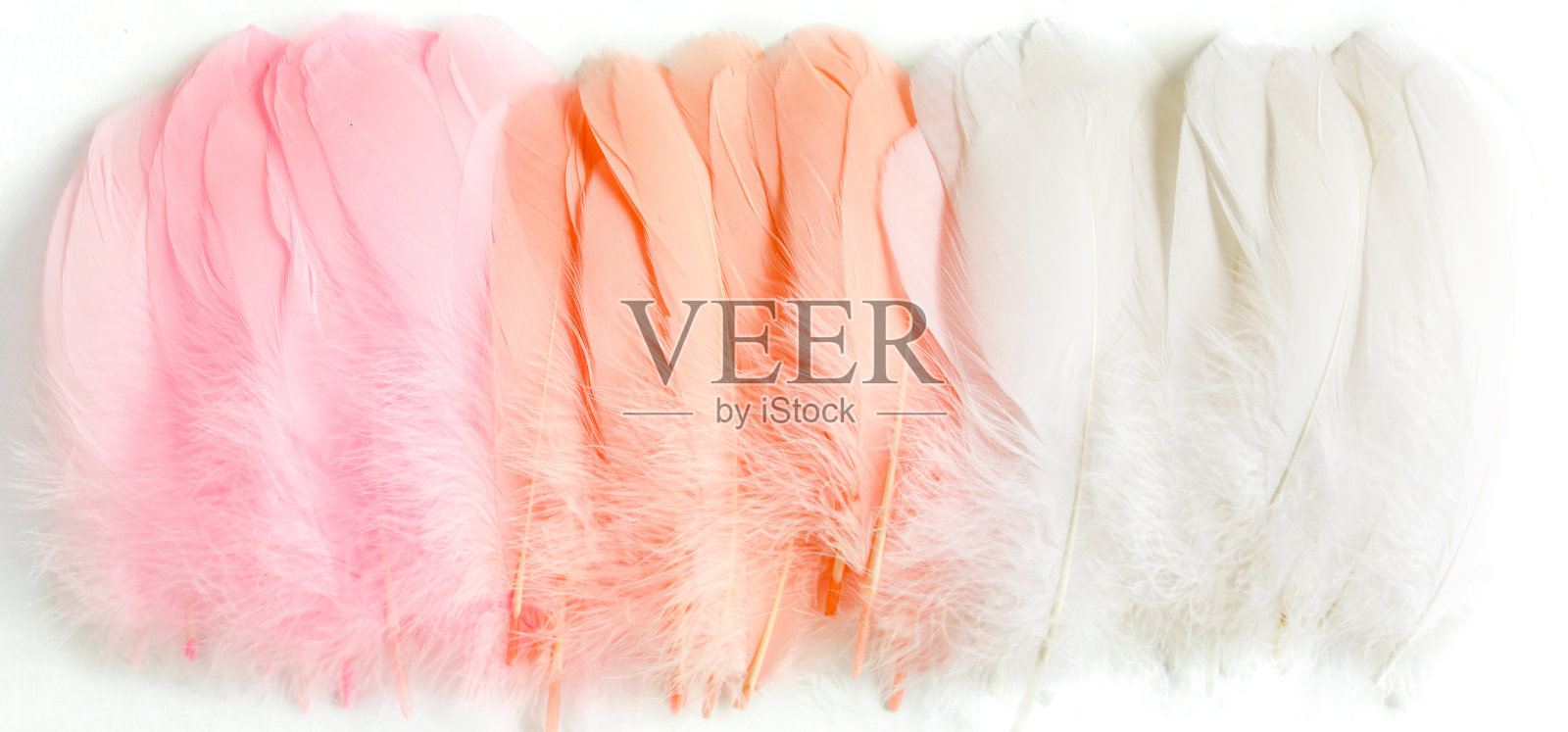 粉色羽毛纹理背景。羽毛的背景。平躺，俯视图照片摄影图片