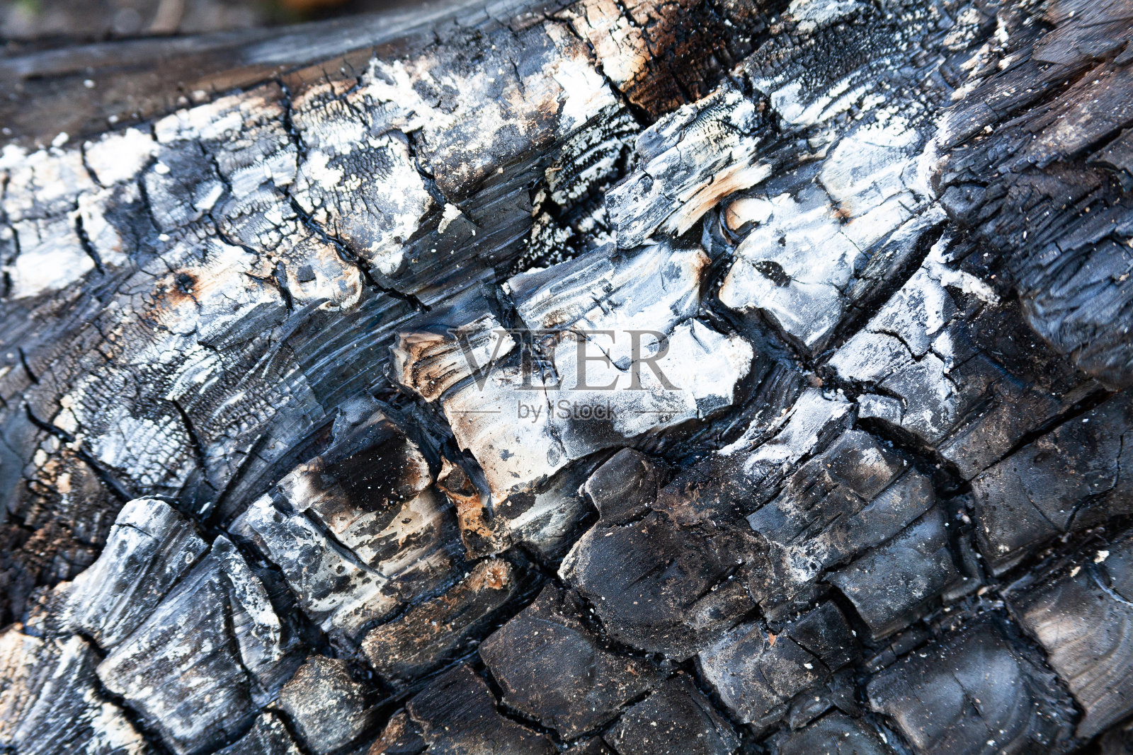熄灭燃烧的烧焦的木头白色灰色纹理，浅景深灰色损坏的原木结构黑色裂纹表面纹理特写，背景森林火灾危险抽象概念照片摄影图片