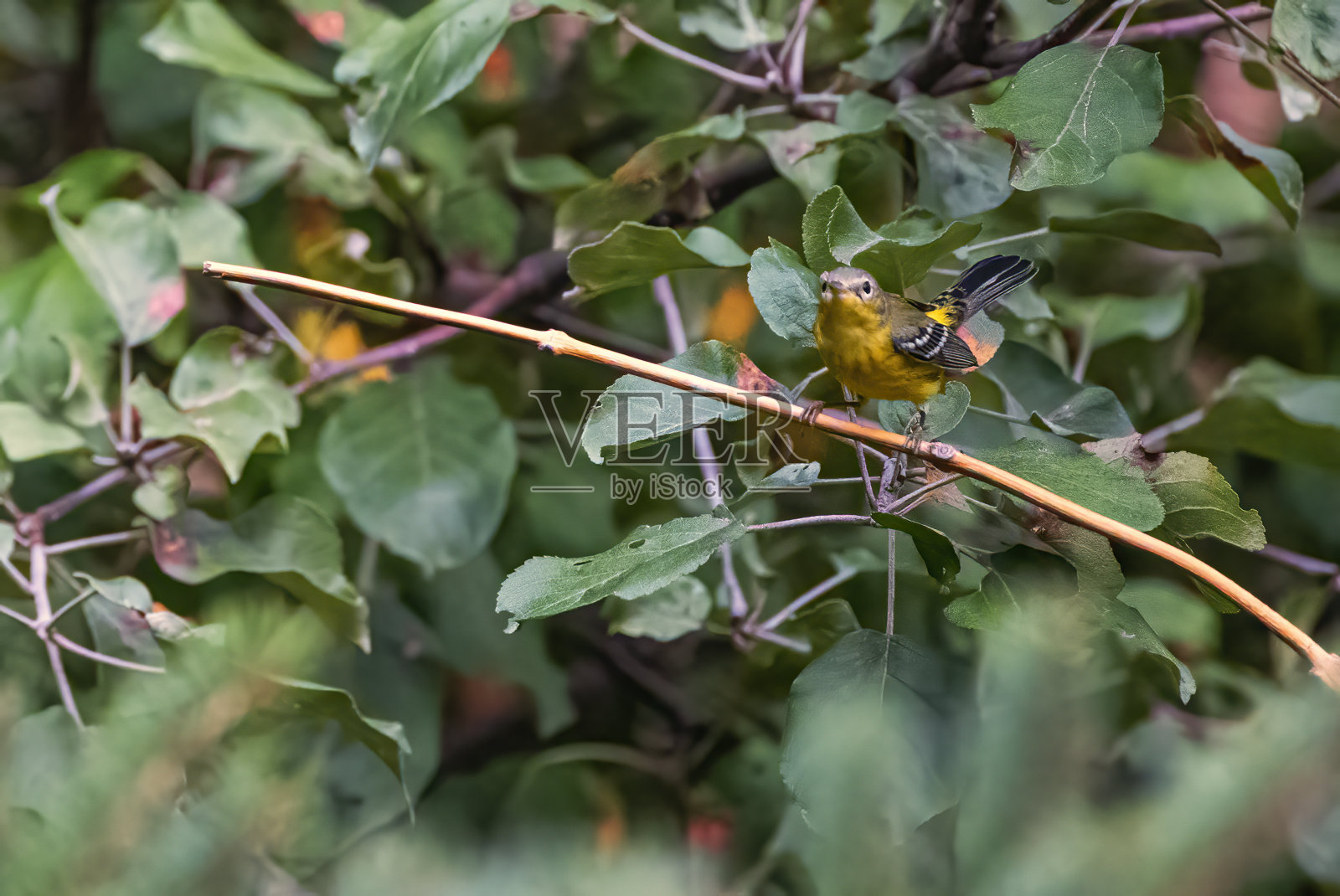 木兰莺照片摄影图片