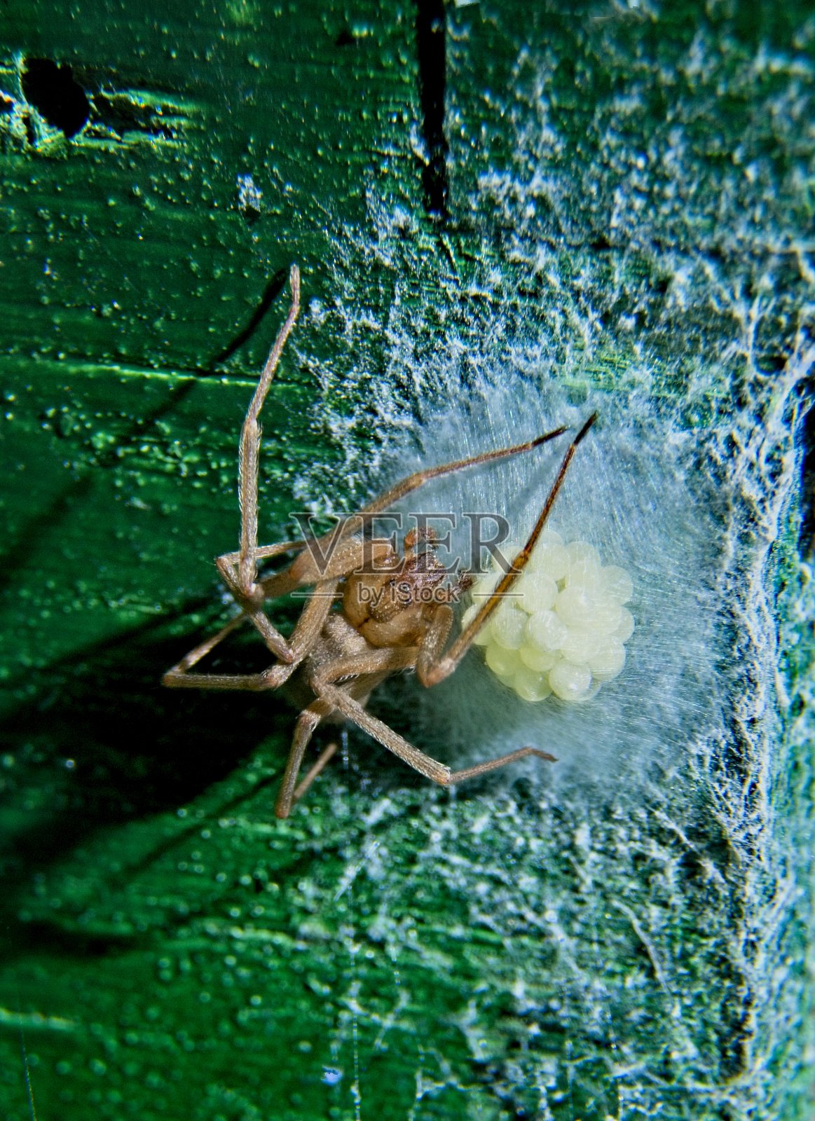 棕色隐士蜘蛛照片摄影图片