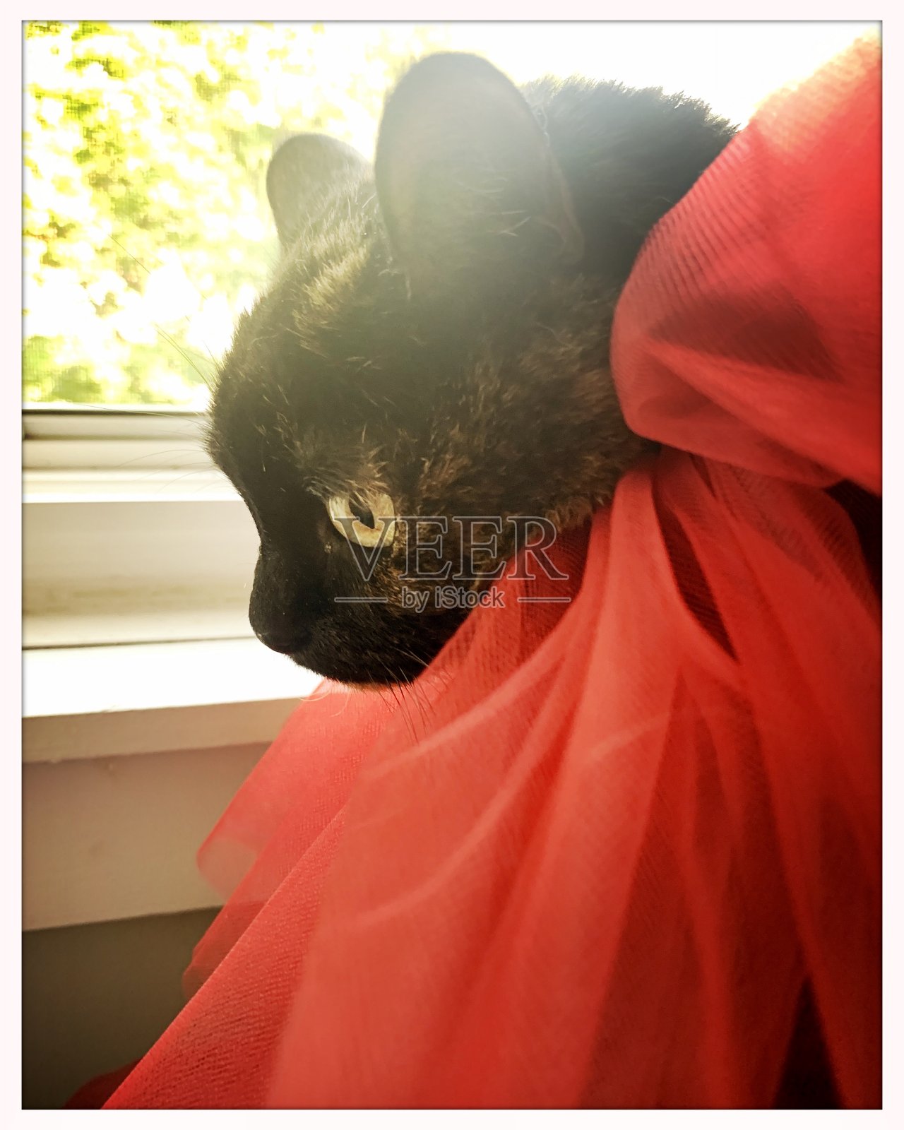 托蒂猫喜欢她的服装照片摄影图片