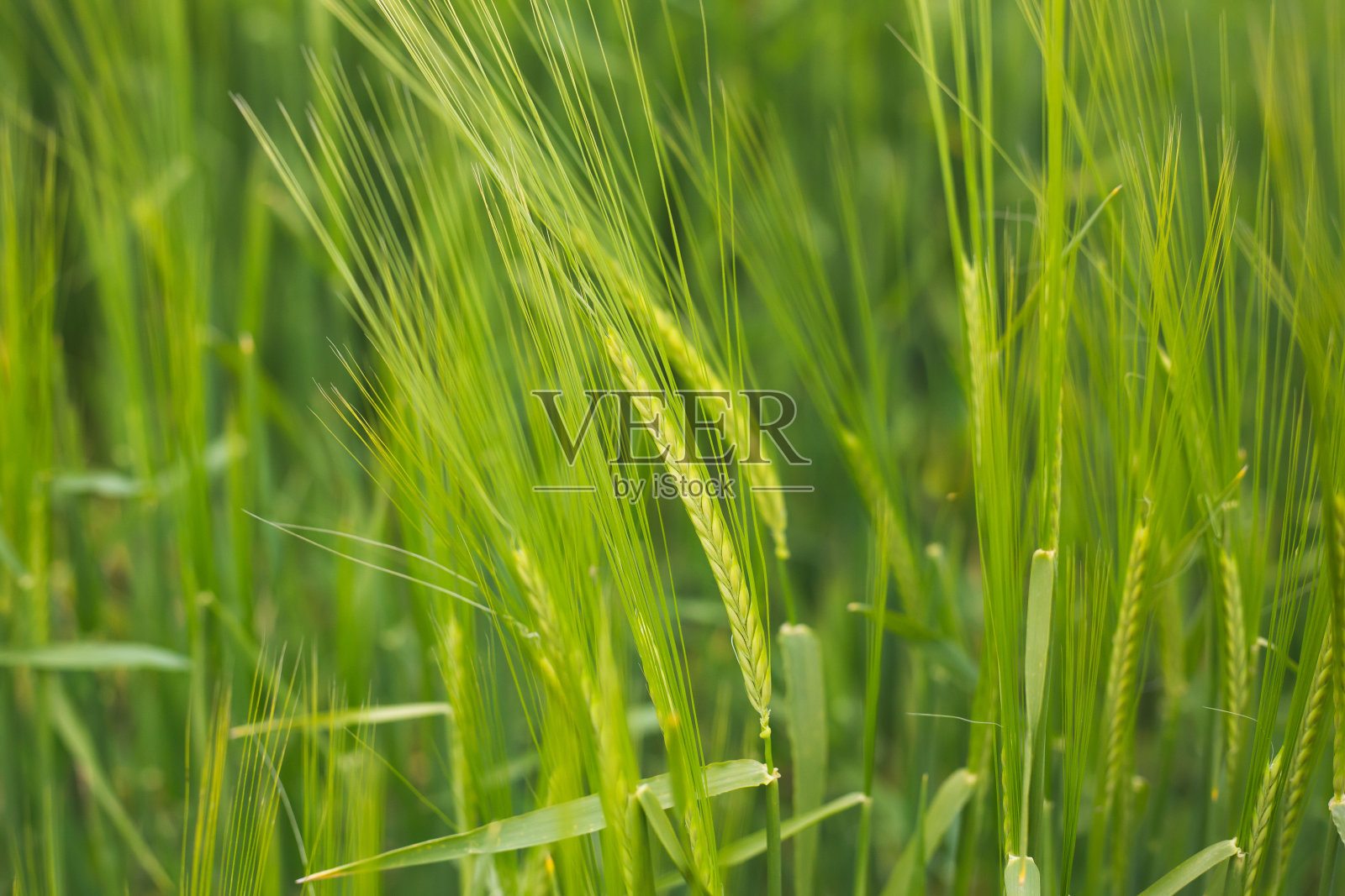 春天的青稞田照片摄影图片