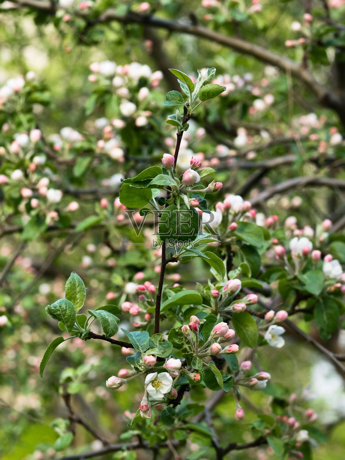 春天的花儿在苹果树的树枝上绽放照片摄影图片