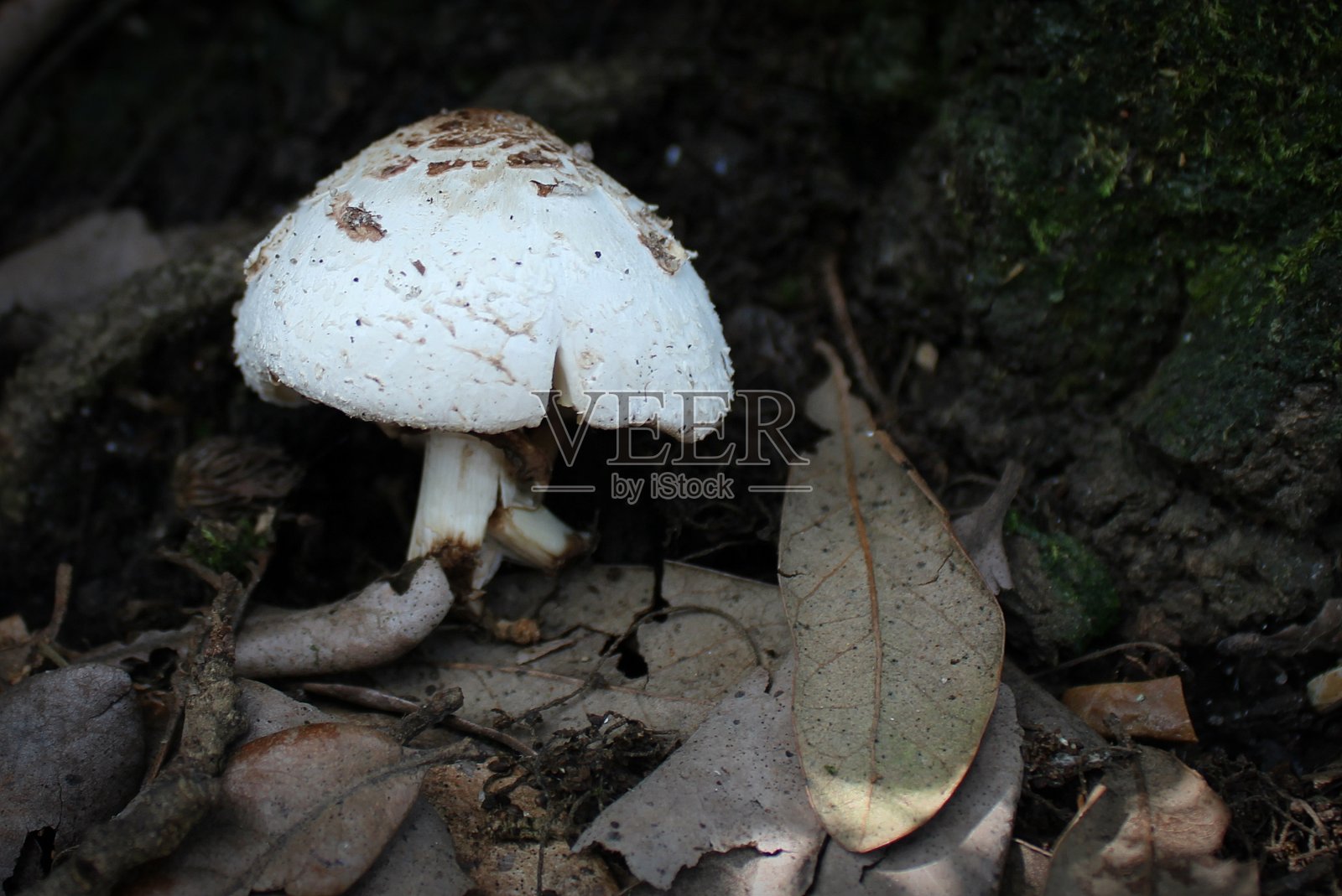 枯叶间的白色小蘑菇照片摄影图片