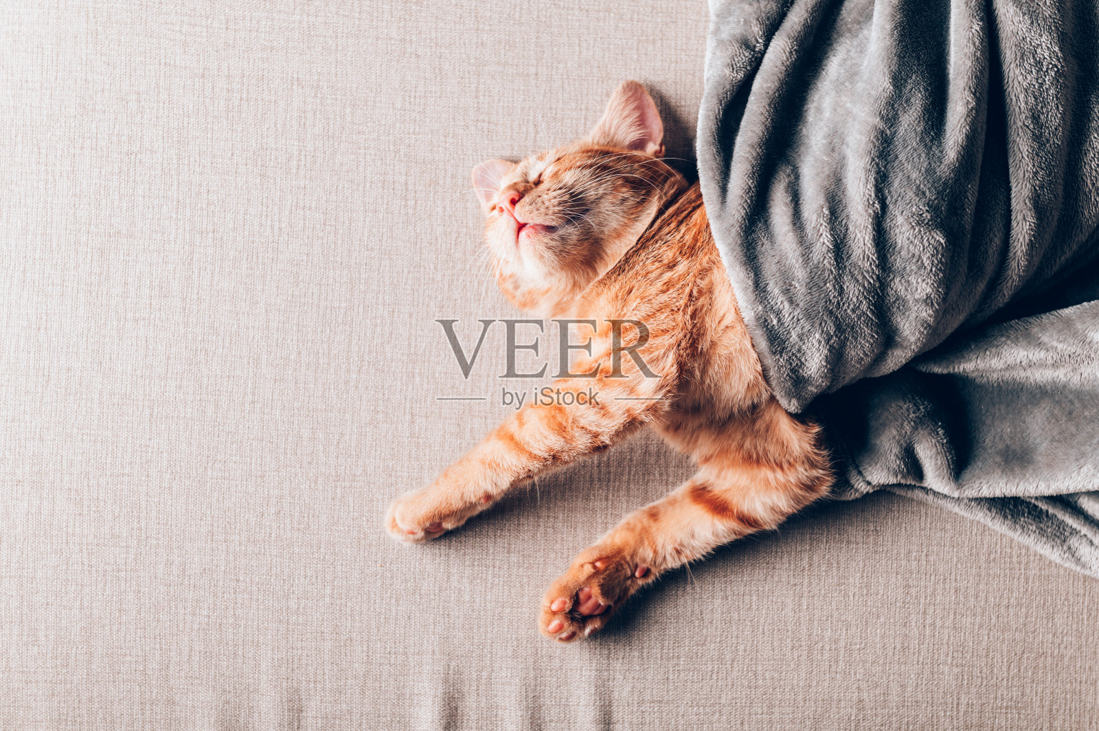 可爱的姜黄色小猫睡觉照片摄影图片