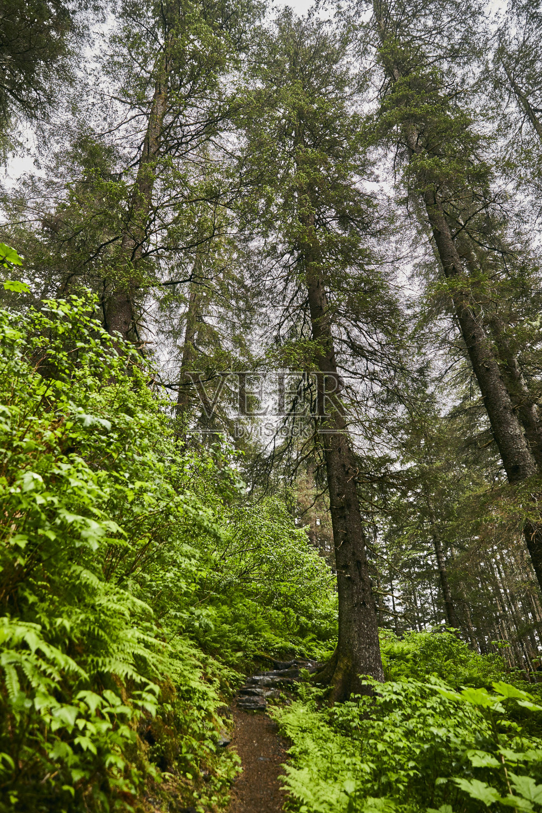 锡特卡,阿拉斯加照片摄影图片