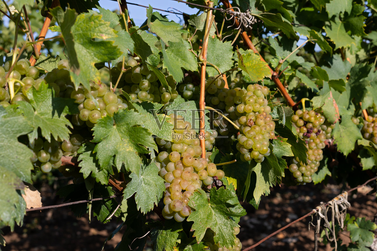 葡萄园在罗马尼亚照片摄影图片