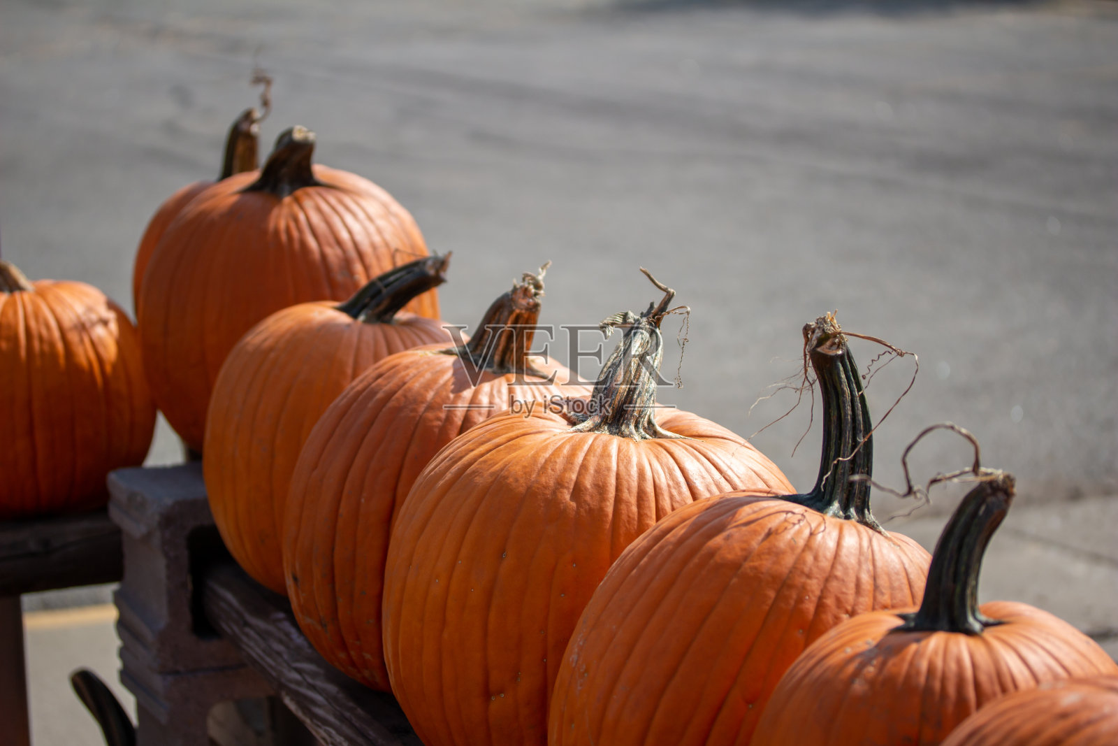 乡村户外大南瓜收获成熟展示照片摄影图片