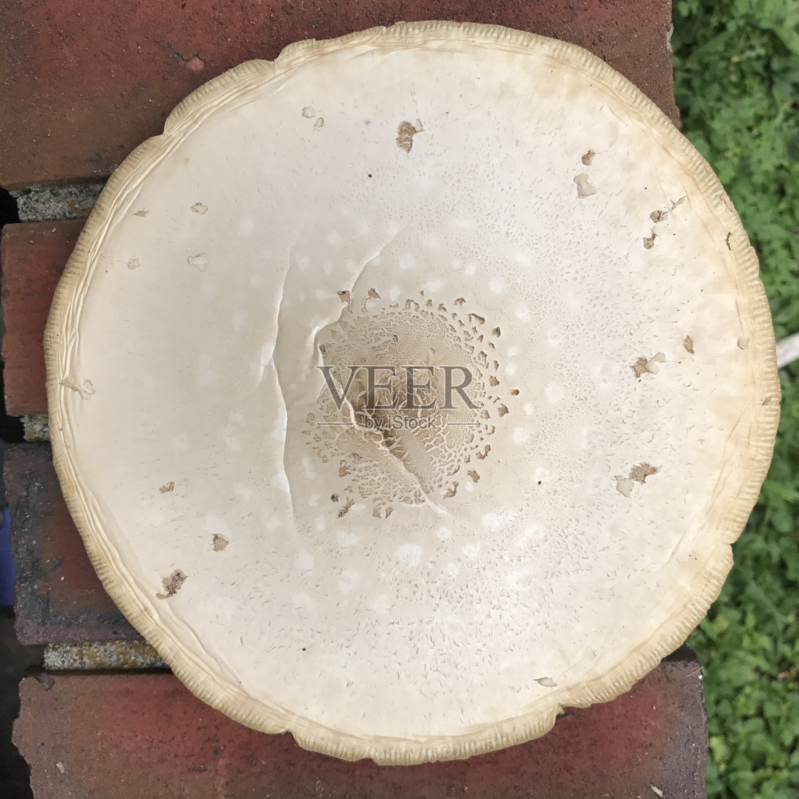 蘑菇帽特写照片摄影图片