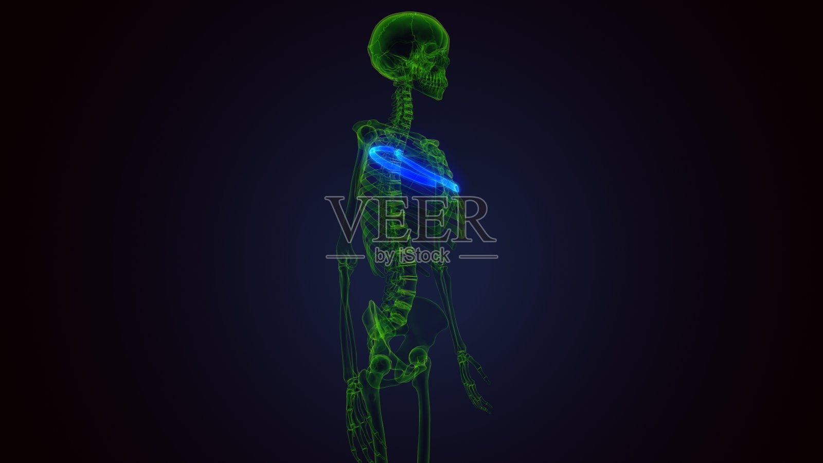 人体骨骼解剖肋骨笼第五骨3D渲染医学概念照片摄影图片
