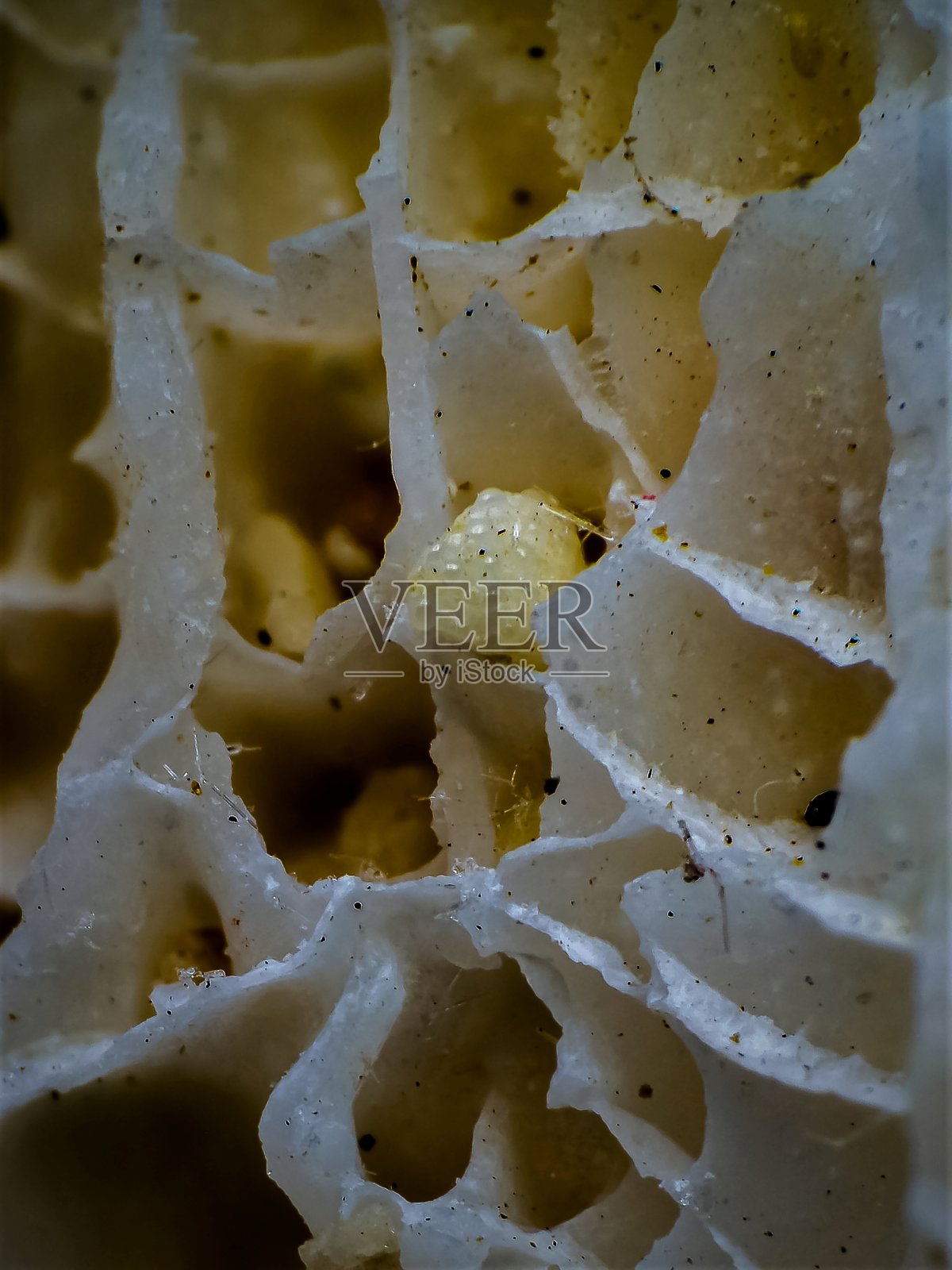 放大的珊瑚礁外观照片摄影图片