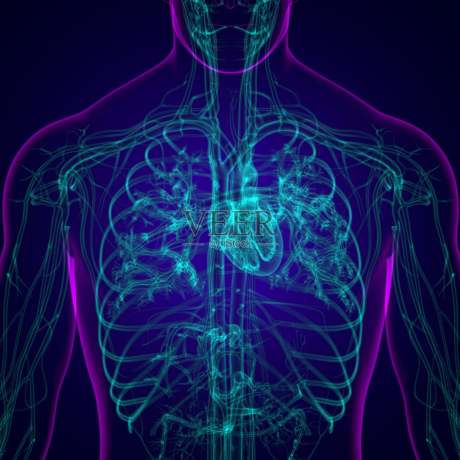 人体心脏与循环系统解剖医学概念3D照片摄影图片