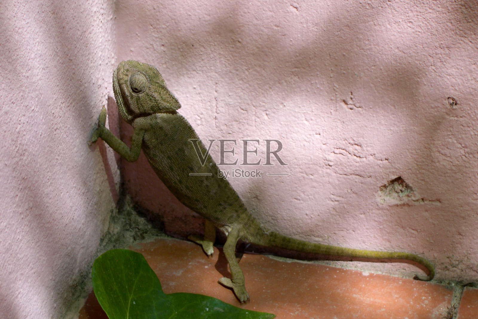 一只变色龙进了屋子照片摄影图片