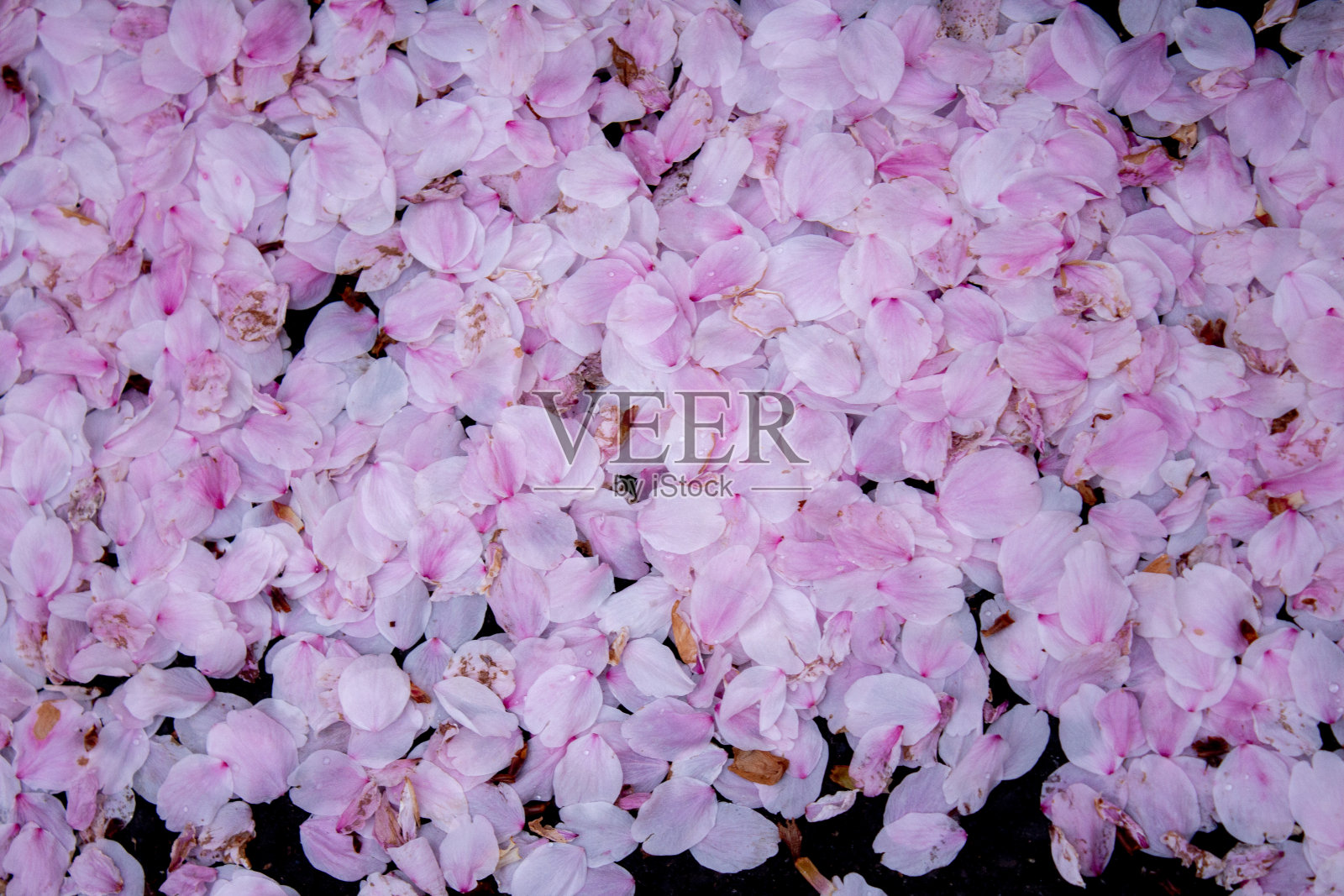 樱花凋谢后。照片摄影图片