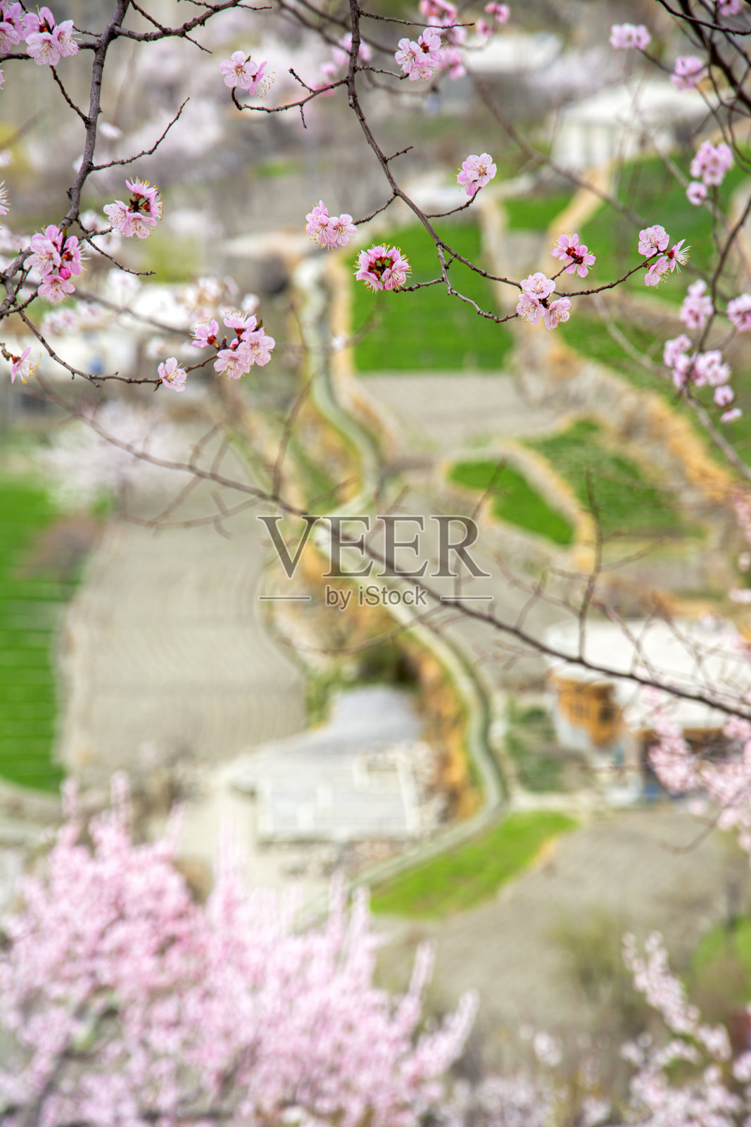 春季景观摄影照片摄影图片