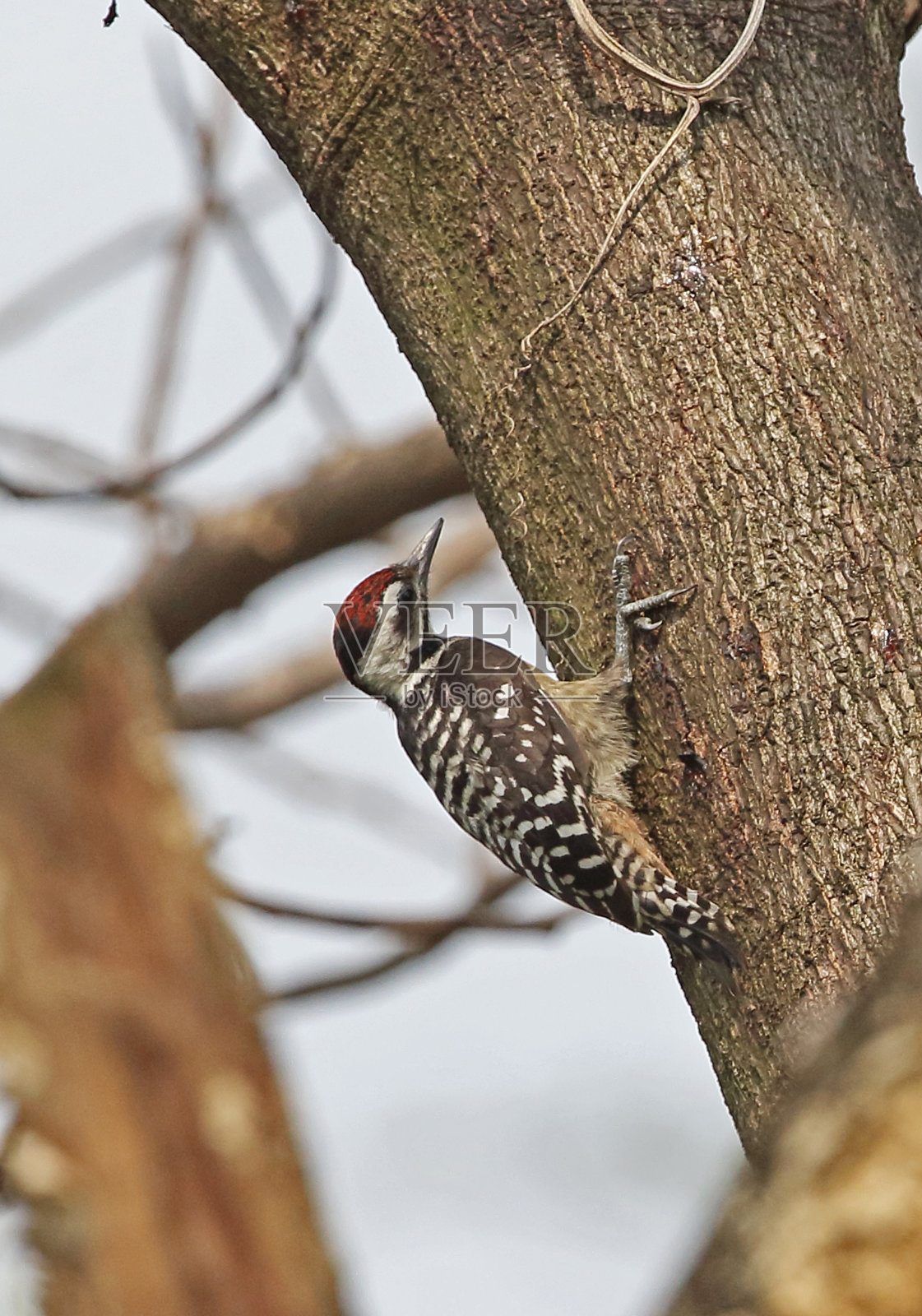 Freckle-breasted啄木鸟照片摄影图片