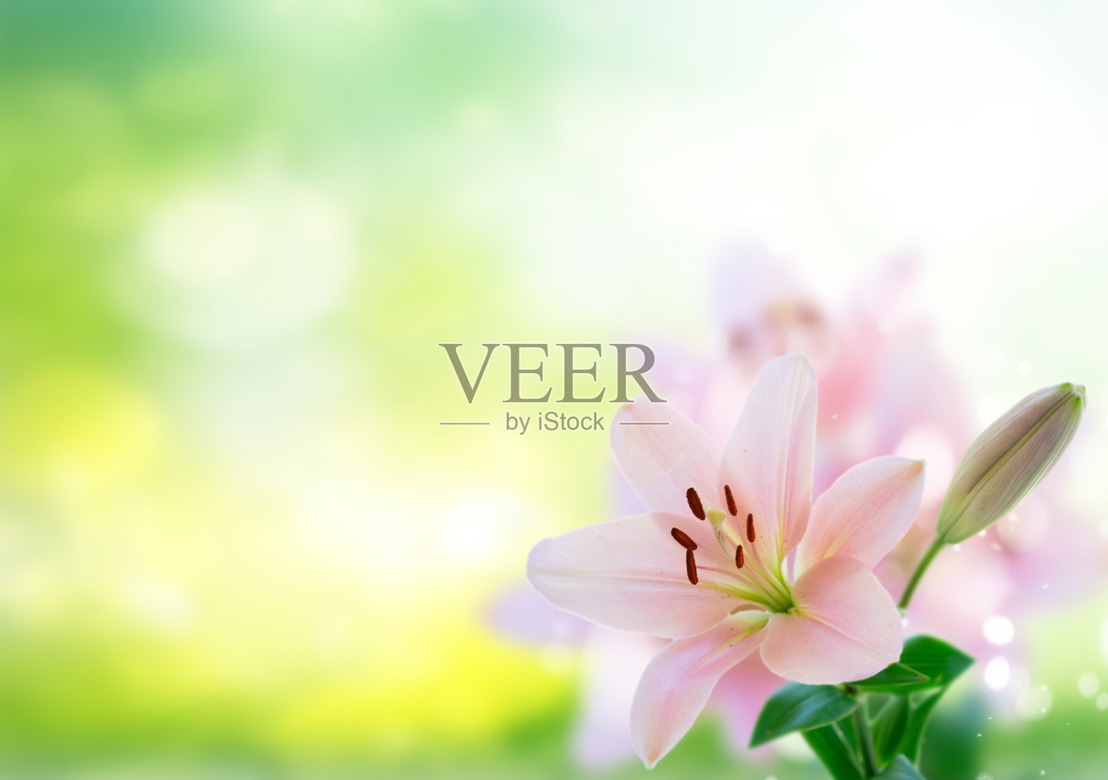 莉莉鲜花照片摄影图片