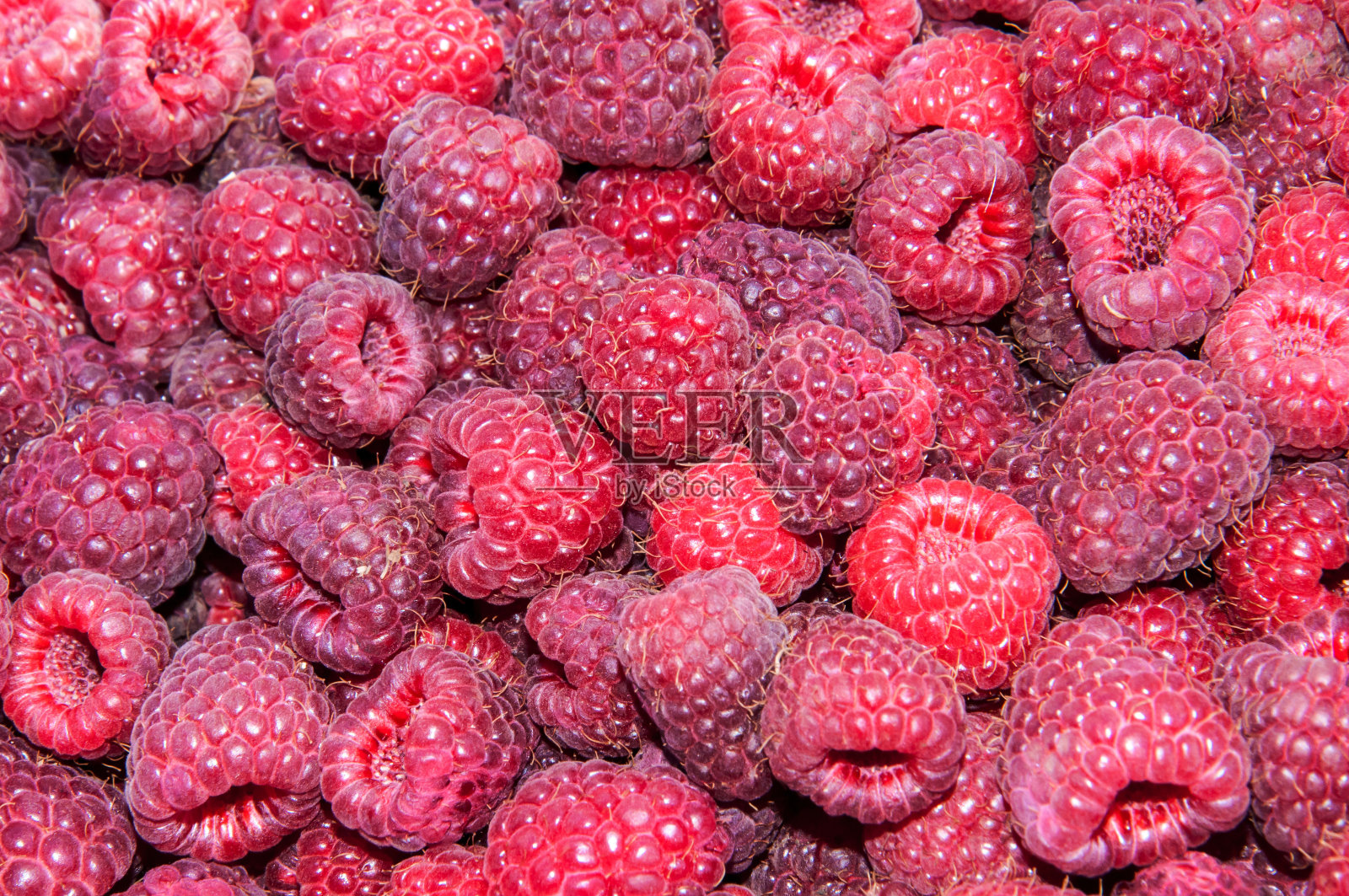 收获花园树莓的红色照片摄影图片