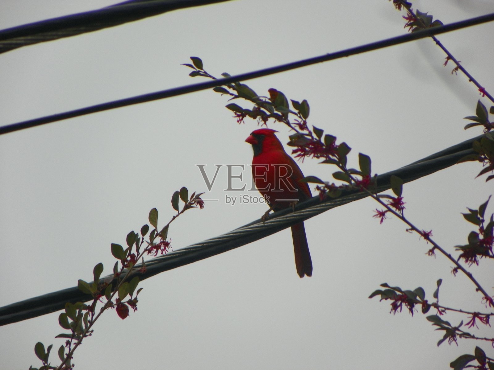 红衣主教照片摄影图片