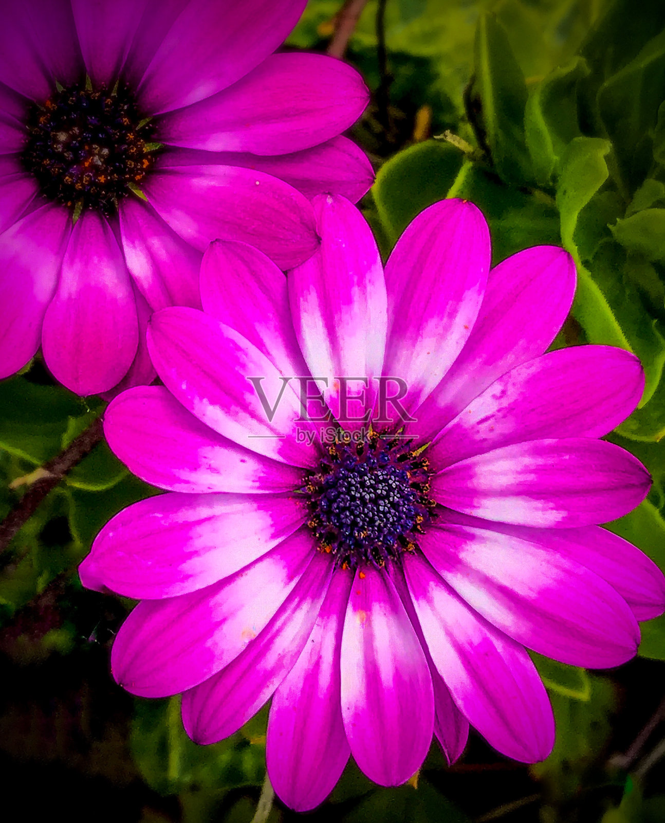 漂亮的粉红色照片摄影图片