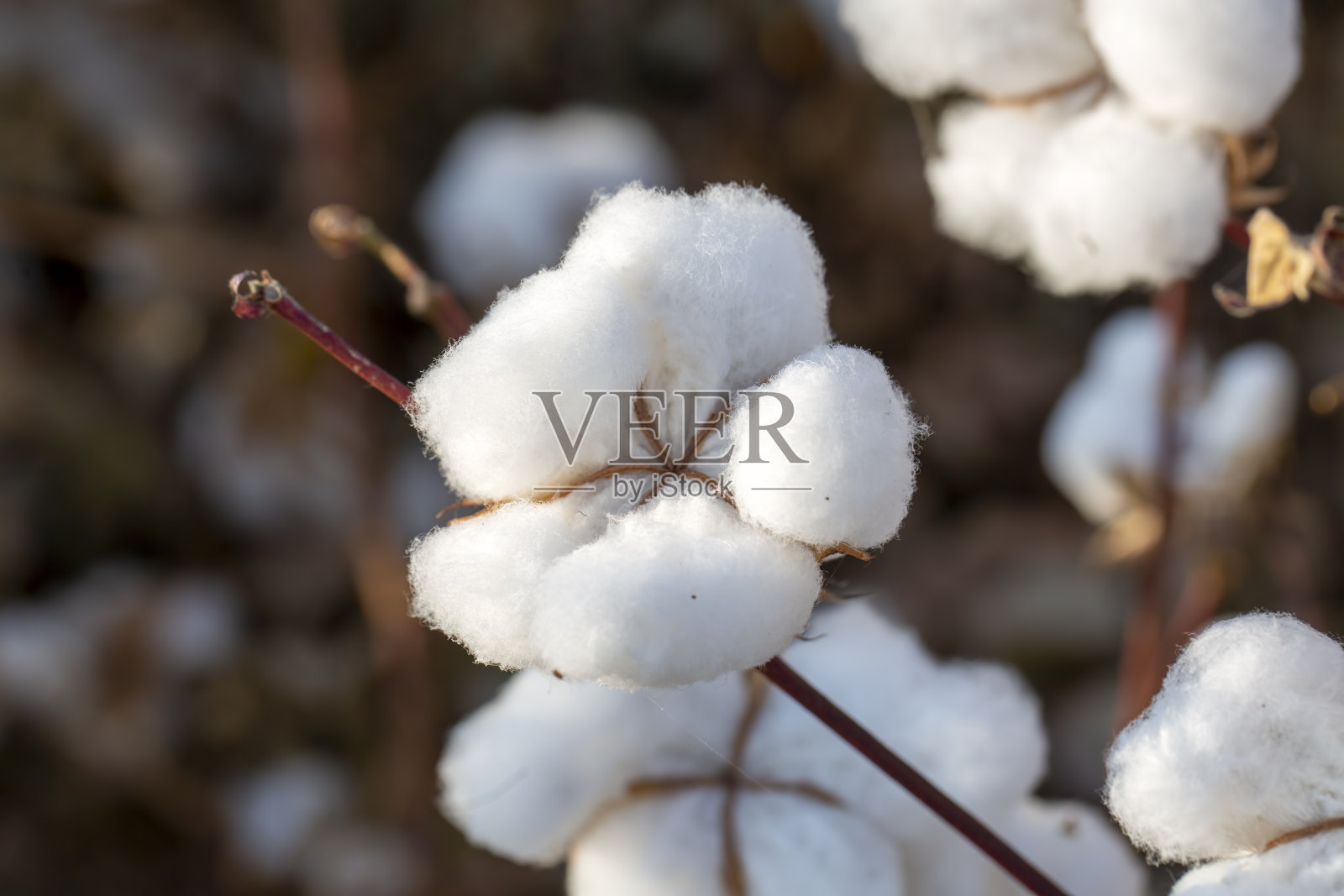 棉花田(土耳其/伊兹密尔)。农业概念的照片。照片摄影图片