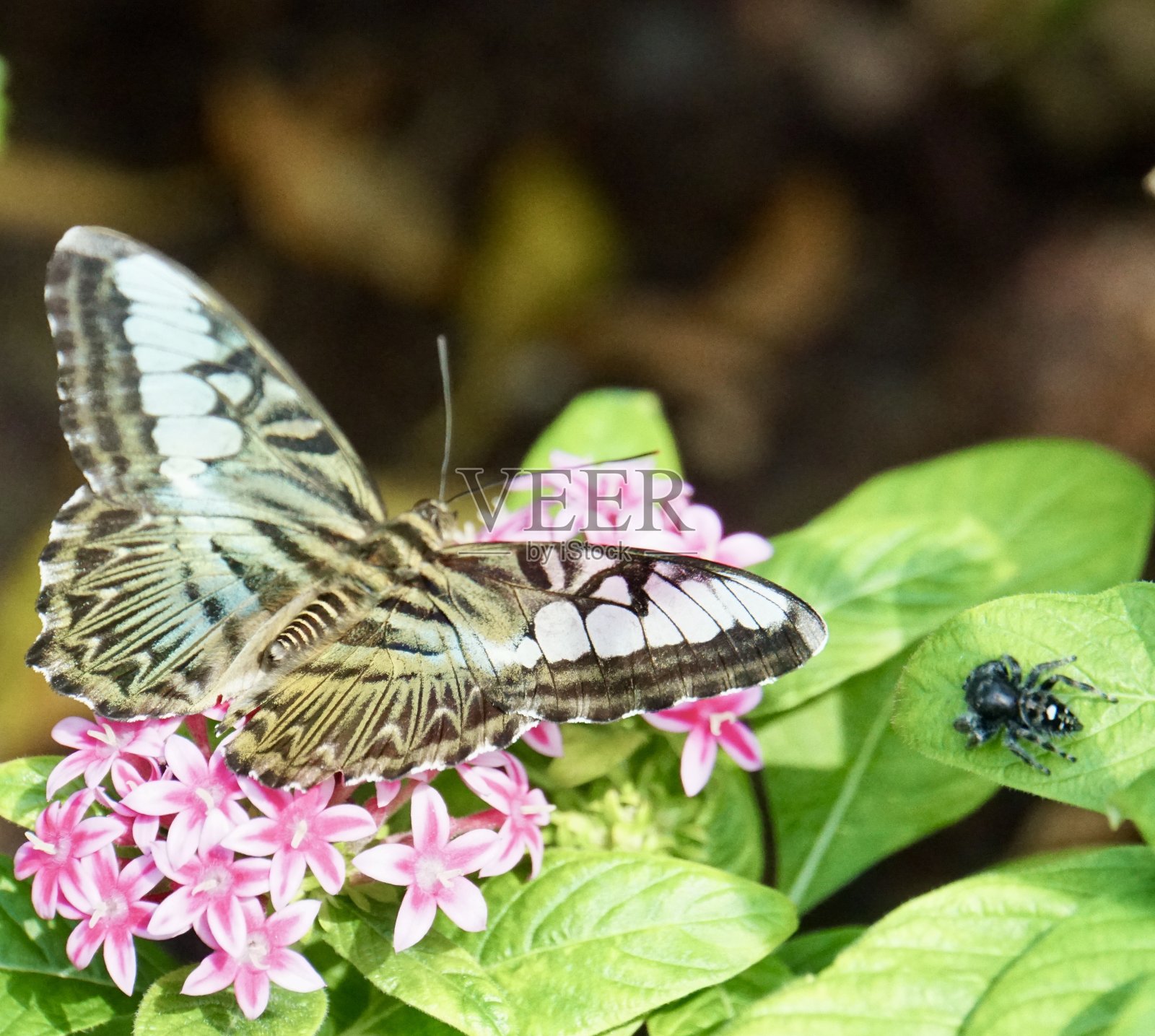 蝴蝶系列# 3照片摄影图片