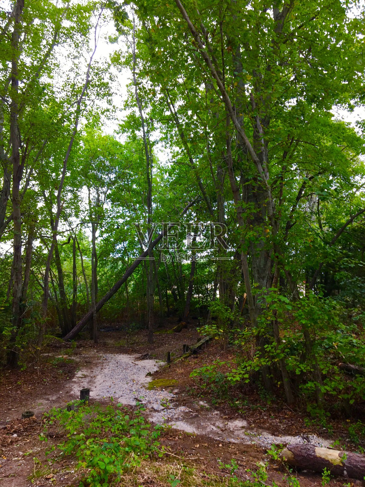 自然场景照片摄影图片