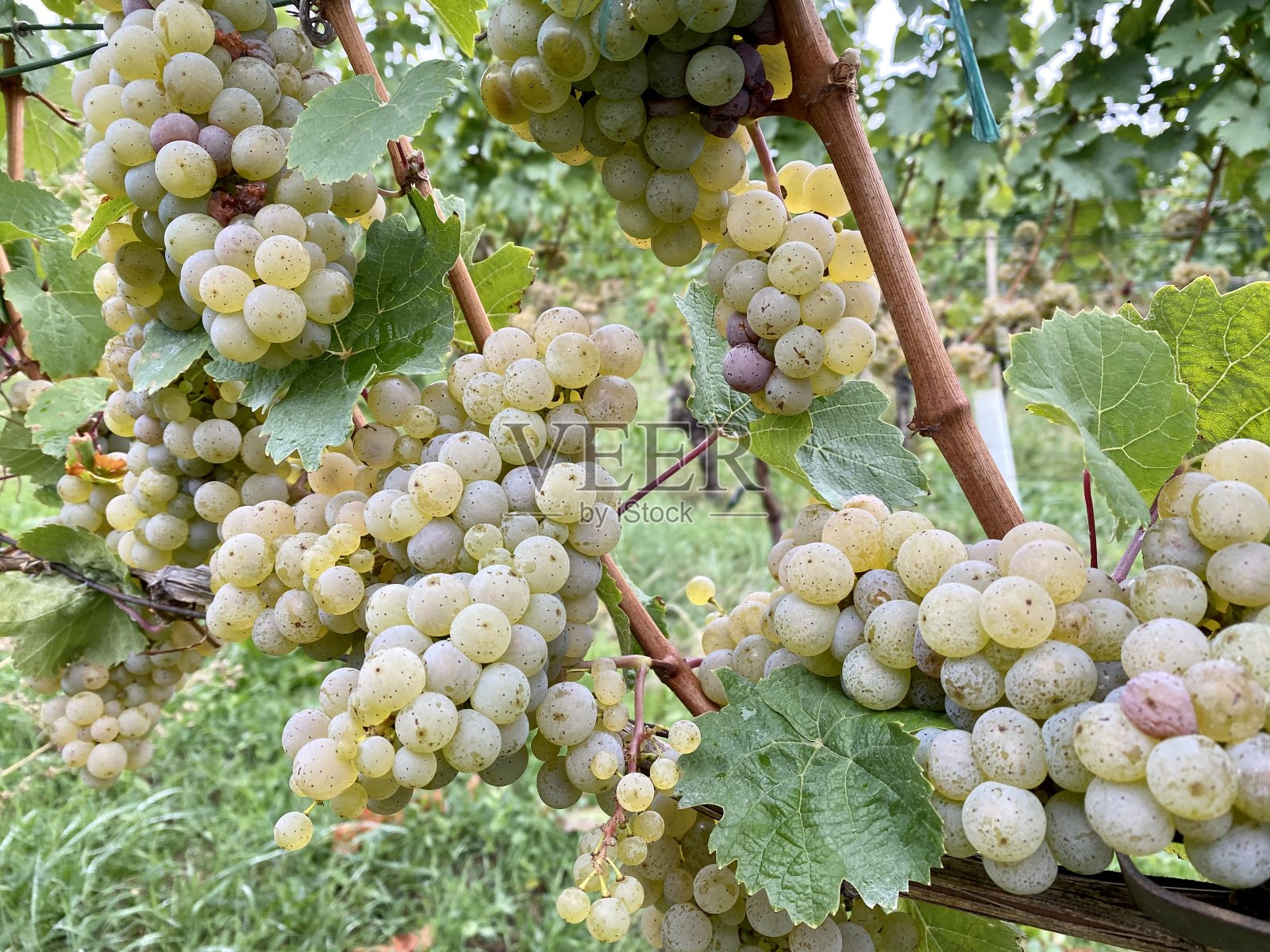 成熟的白葡萄-新鲜水果和蔬菜照片摄影图片