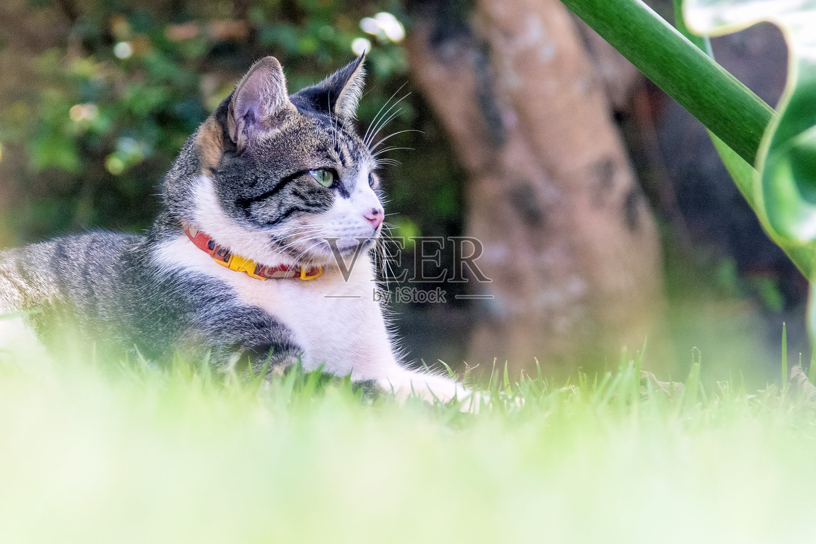 虎斑公猫照片摄影图片