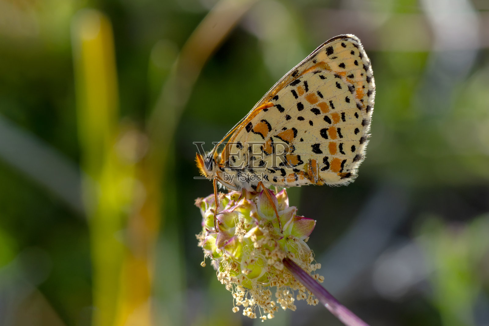 微距镜头，美丽的蝴蝶照片摄影图片