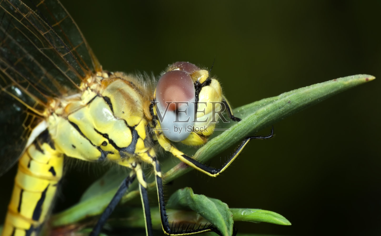 微距镜头，展示眼睛、蜻蜓和翅膀的细节。照片摄影图片