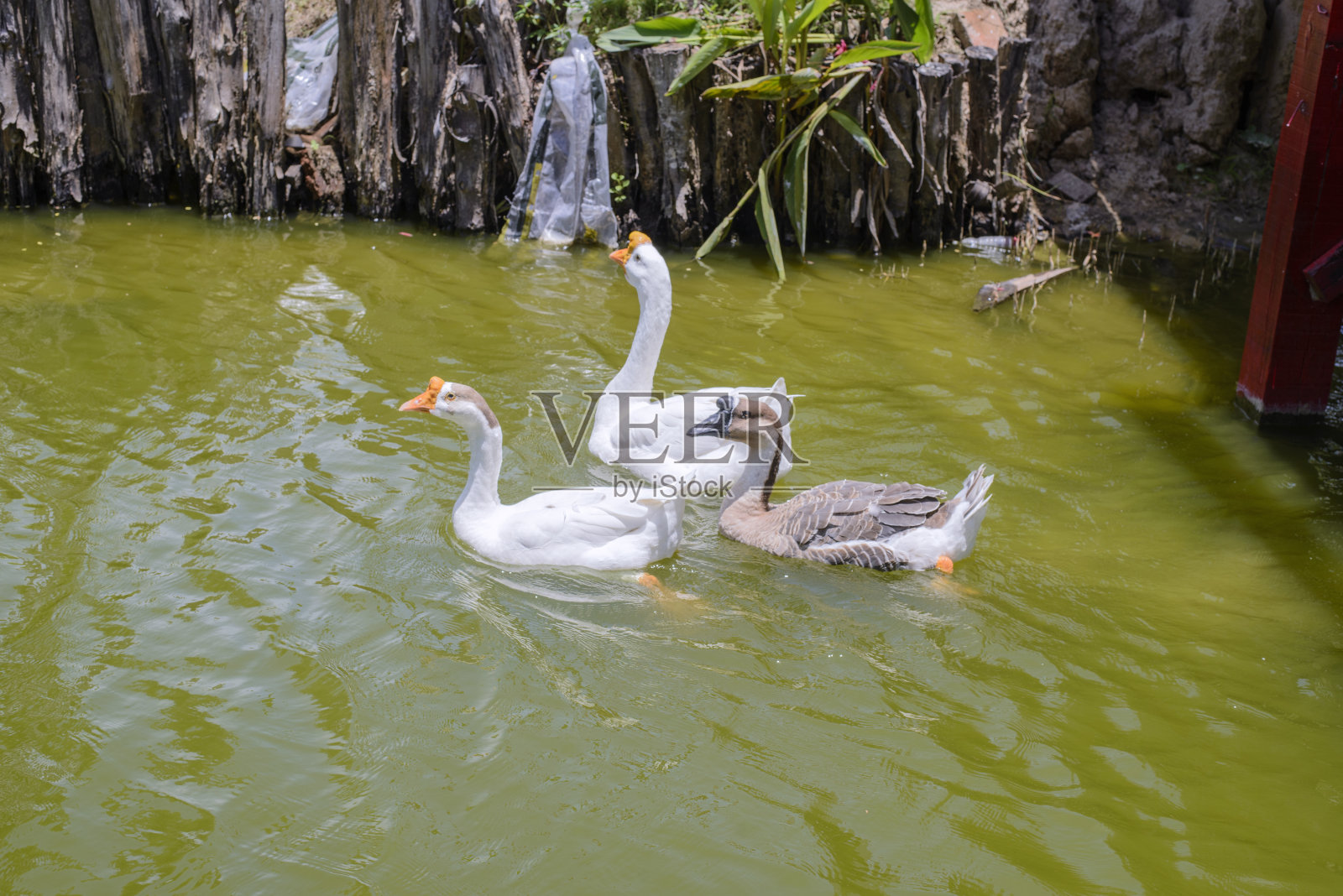 三只鹅游泳照片摄影图片