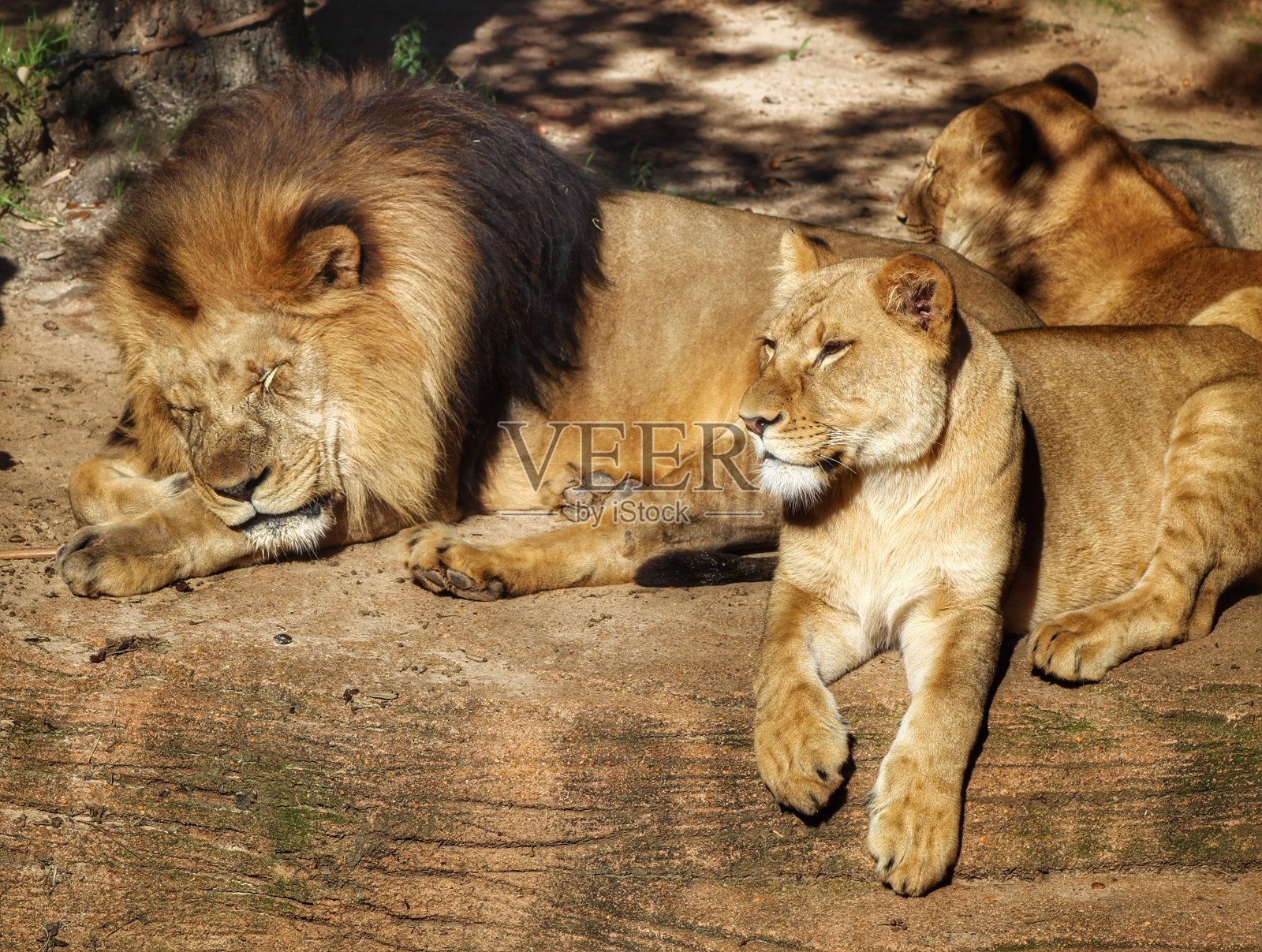 狮子和狮子照片摄影图片