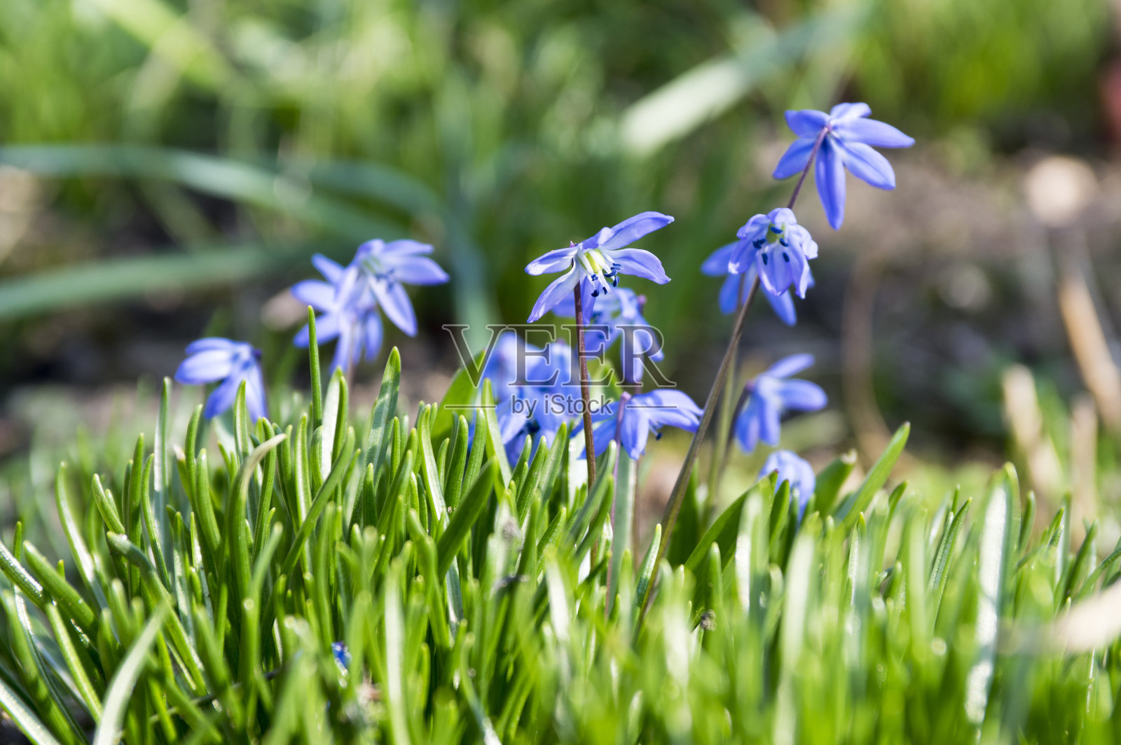 紫绵草是春天里的蓝色小花，近看球茎开花的植物照片摄影图片
