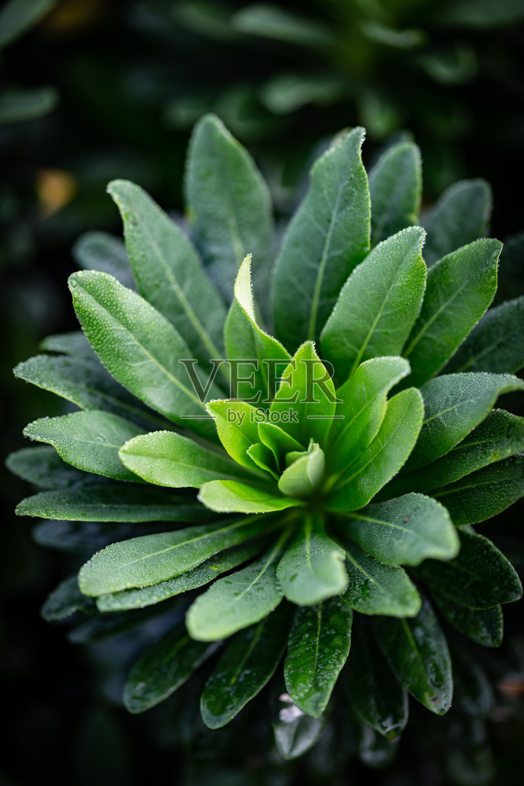 木棒(大戟)直接从上面拍摄照片摄影图片