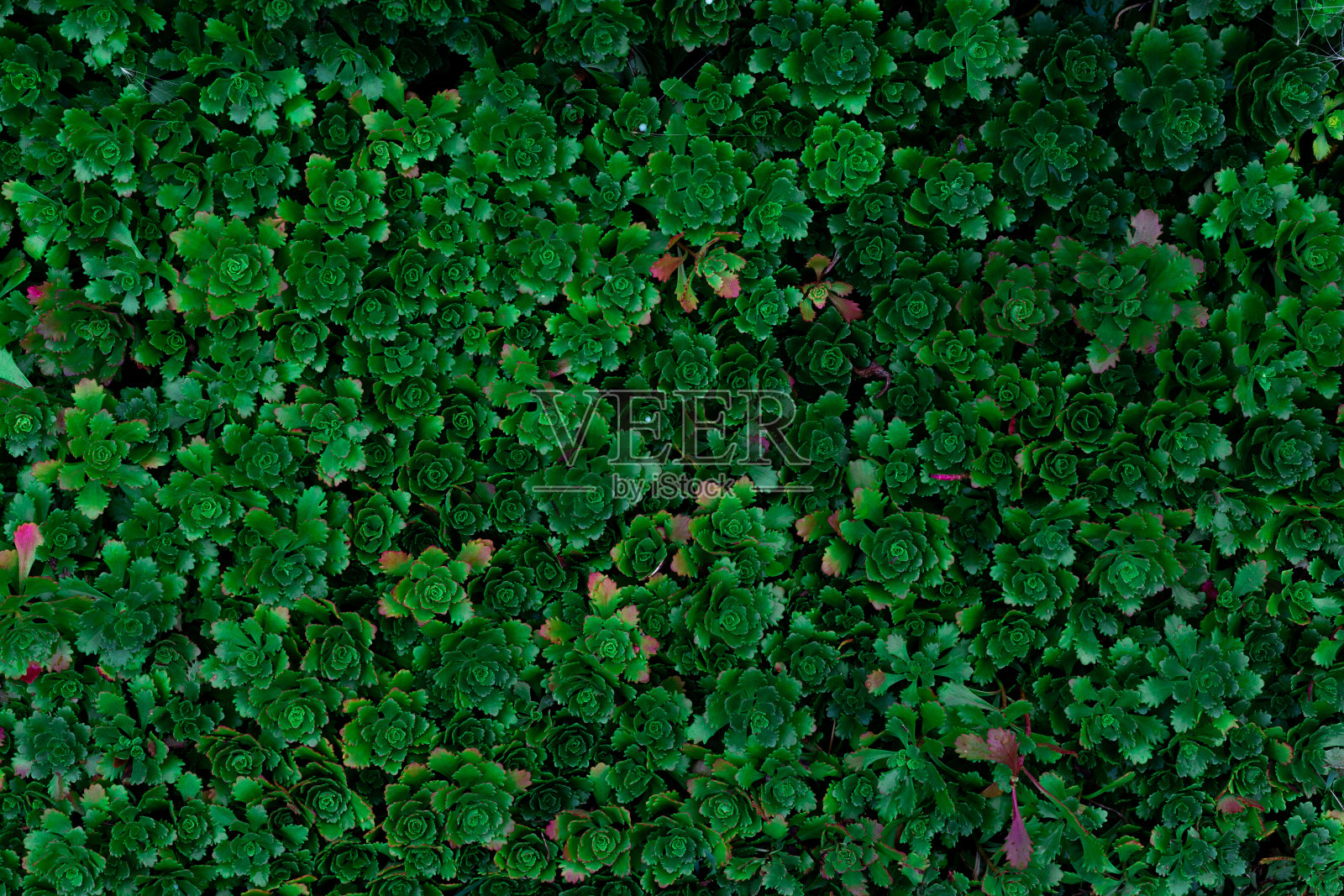 景天地被植物结构饱满照片摄影图片