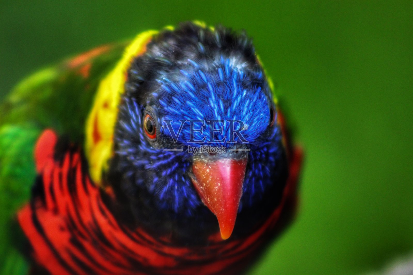 吸蜜鹦鹉近距离照片摄影图片