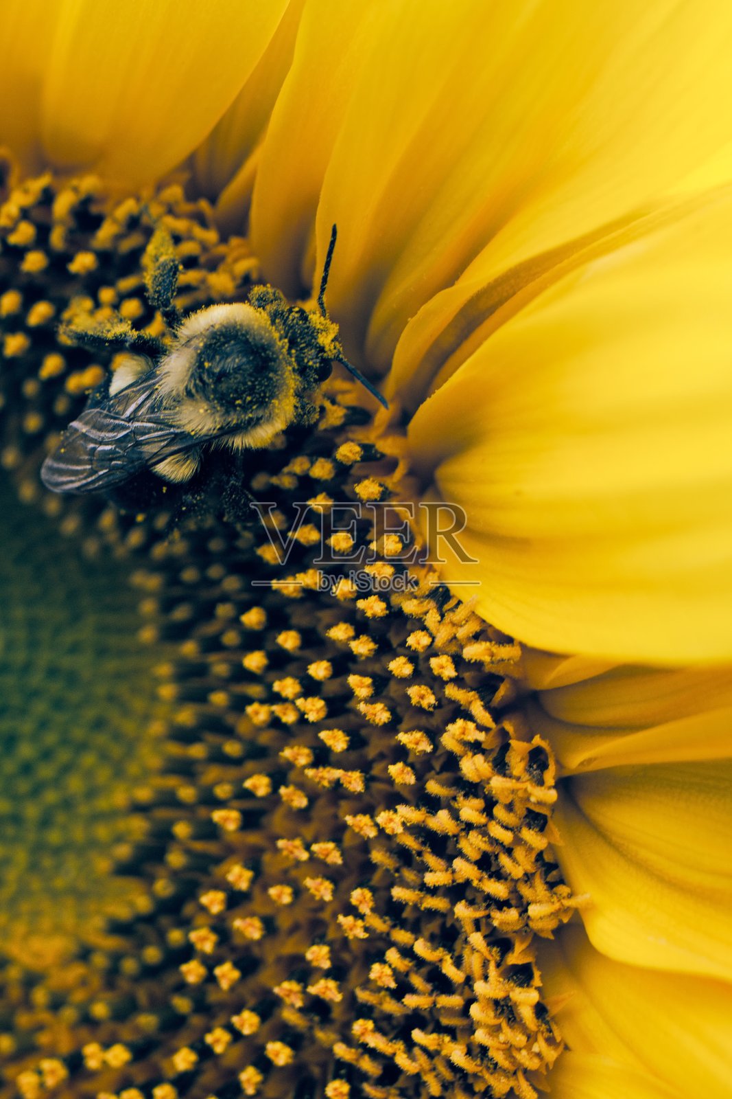 蜜蜂在向日葵照片摄影图片