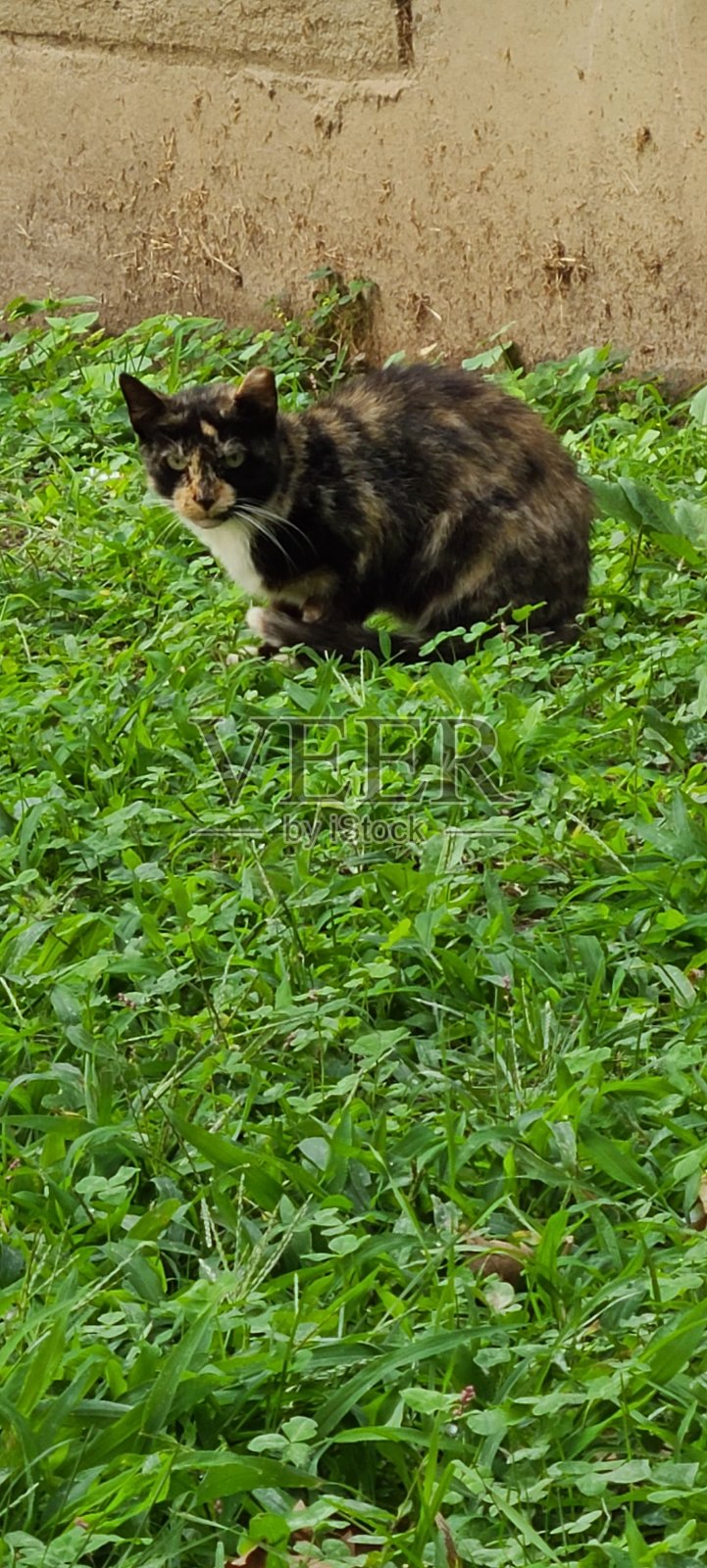 野猫照片摄影图片